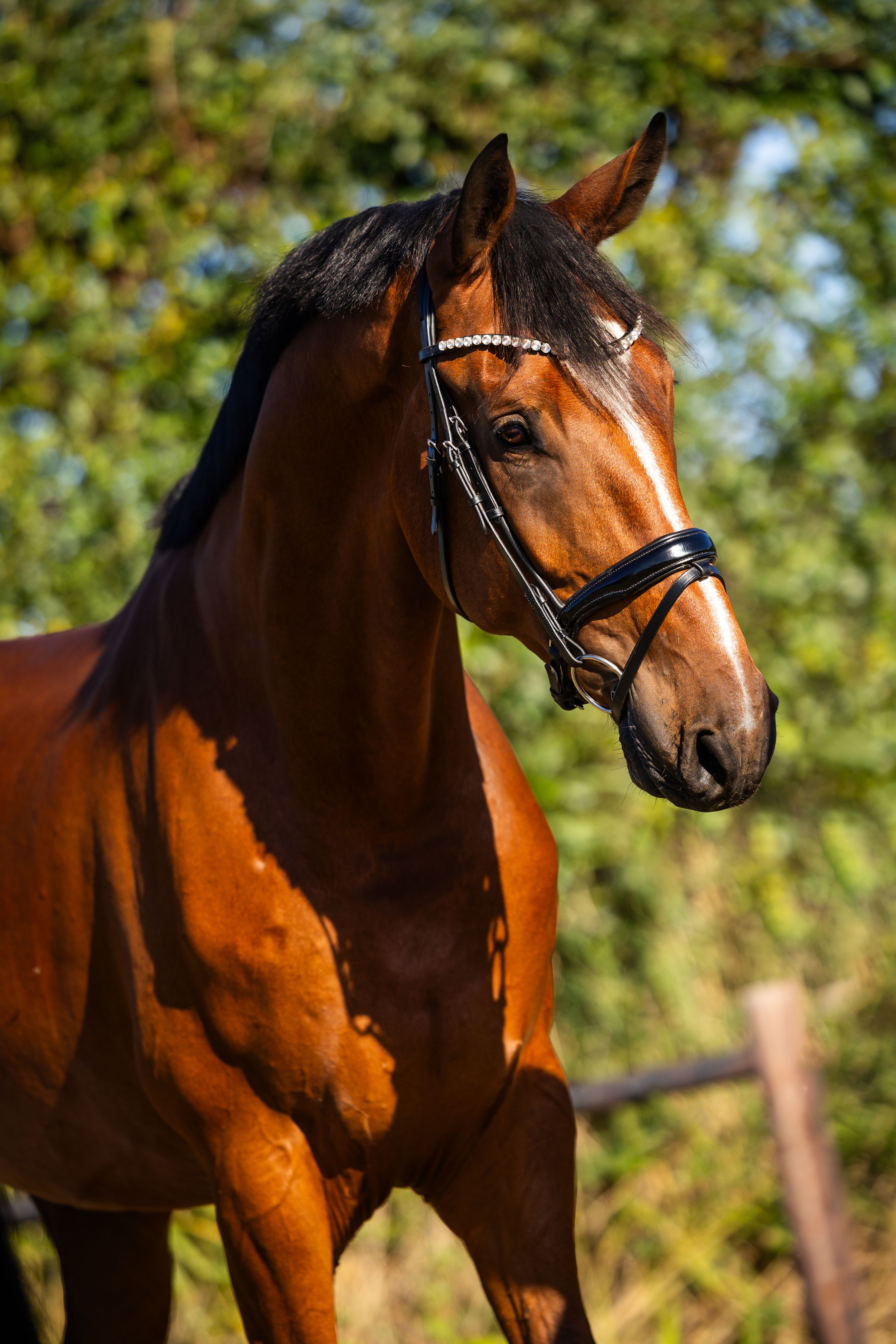 Verden – Large, gentle giant with a heart of gold! ✨