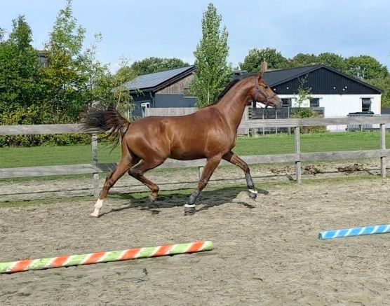 Stoere Mclaren hengst