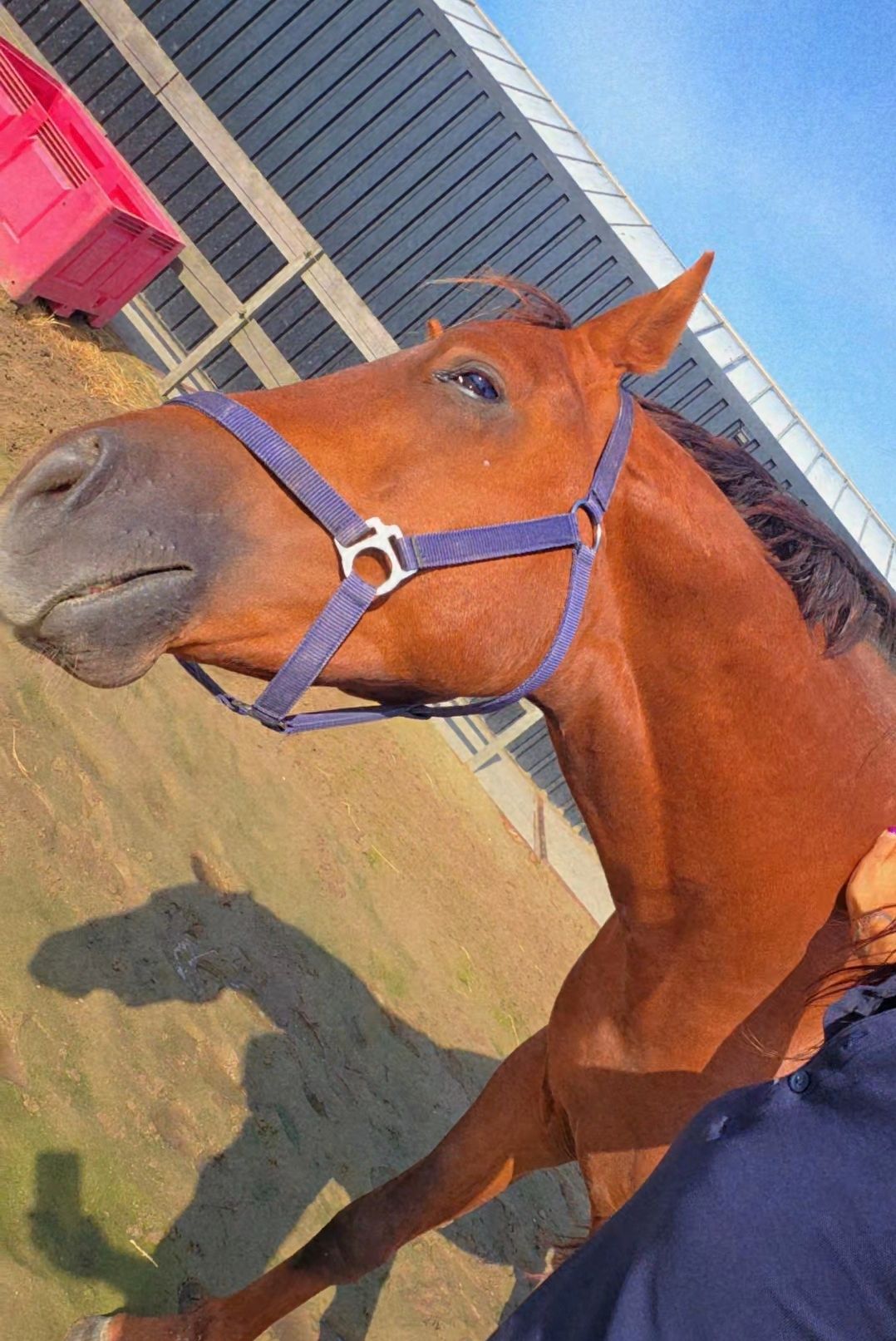 kwpn dressuurpaard hengst 2 år vos till salu - Foto 3