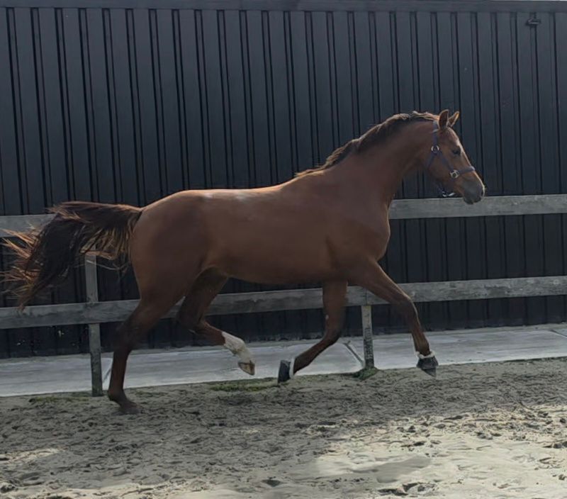 kwpn dressuurpaard hengst 2 år vos till salu - Foto 2