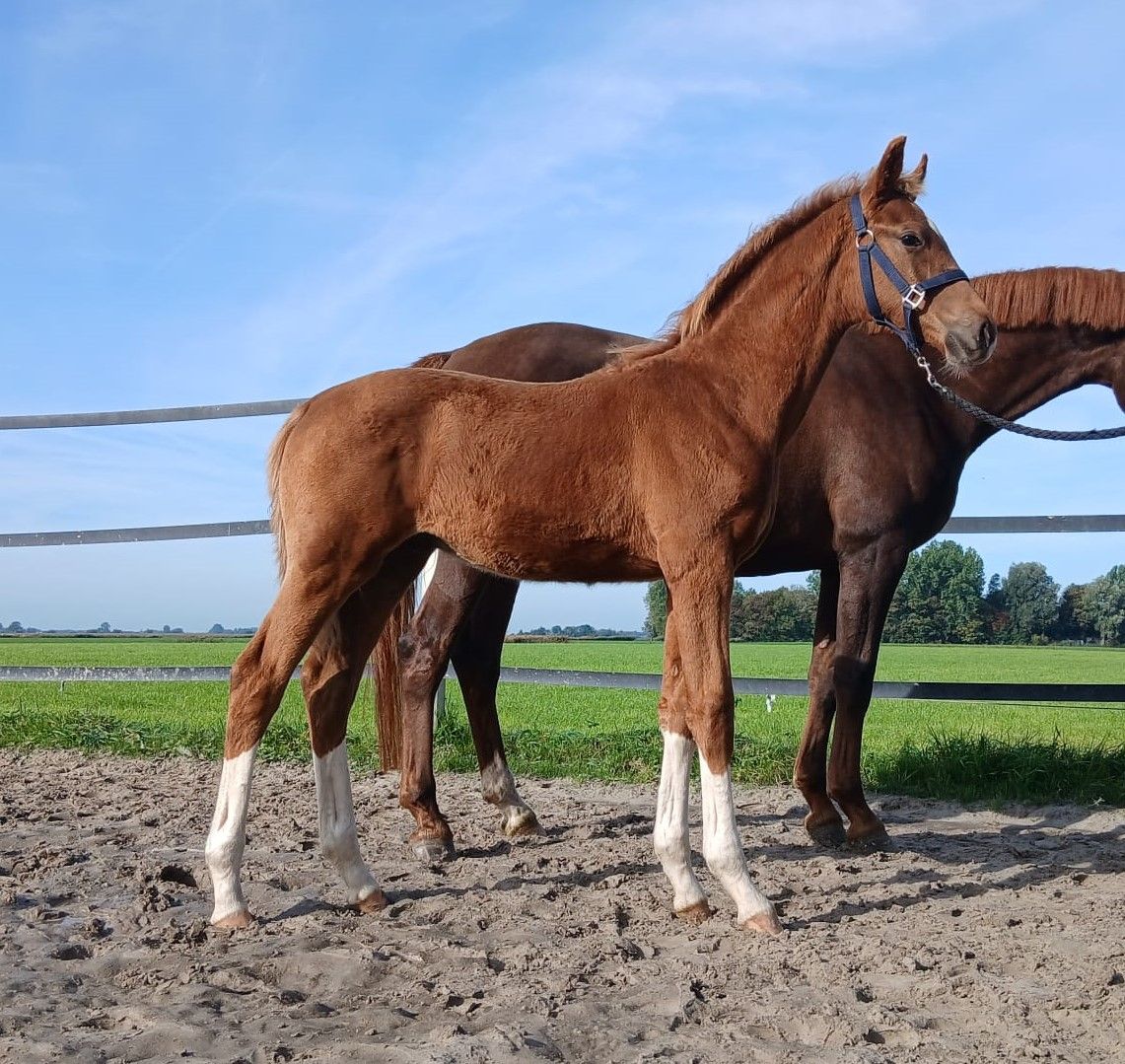 Dressage colt foal