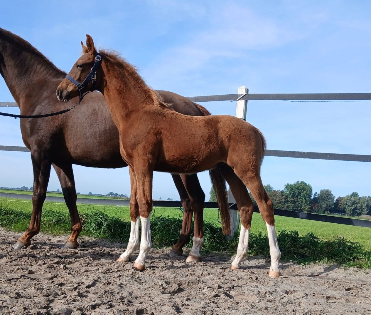 kwpn dressuurpaard hengst 0 år vos till salu - Foto 2