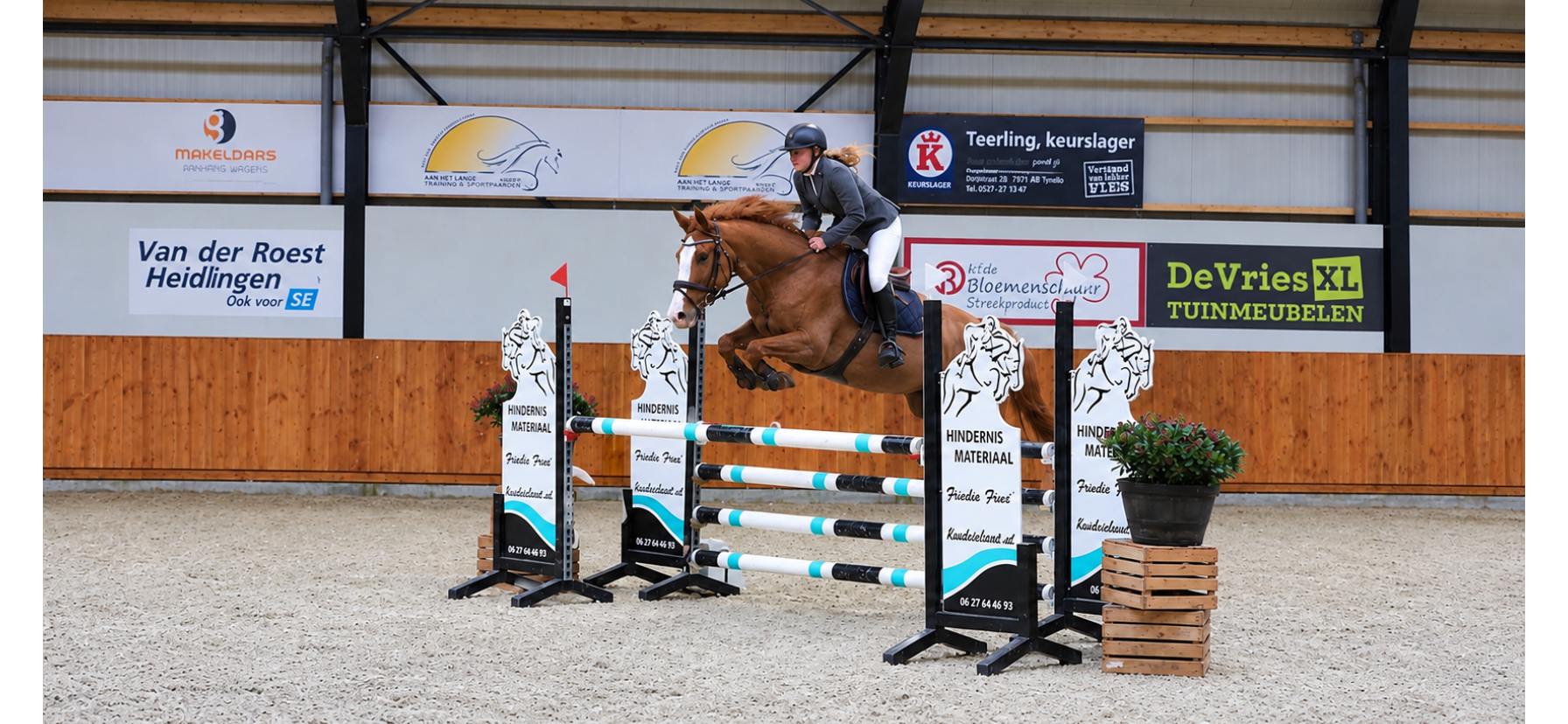 kwpn springpaard merrie 9 years old vos for sale - Photo 2