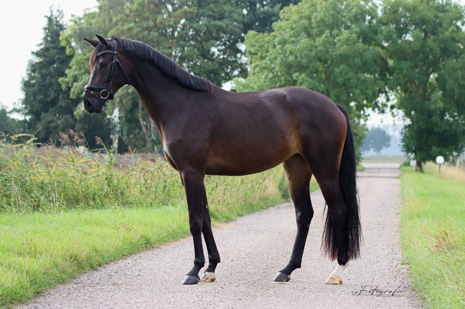 kwpn dressuurpaard merrie 4 歳 donkerbruin 売り出し中 - 写真 2