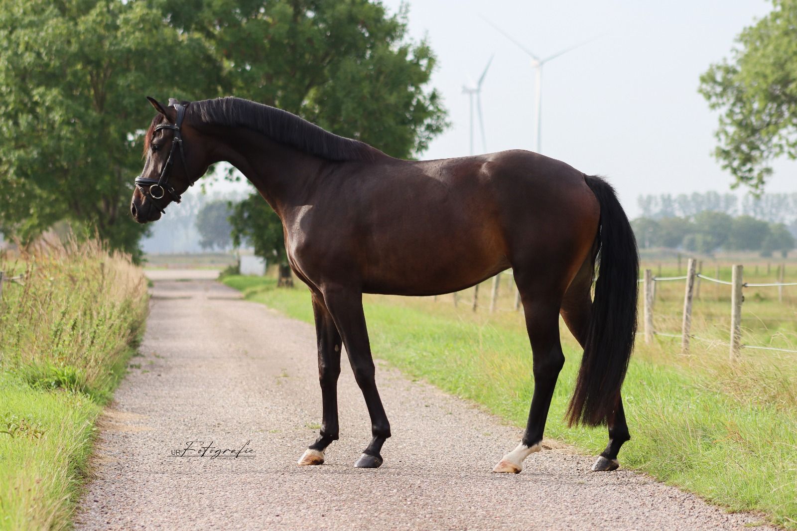 kwpn dressuurpaard merrie 4 歳 donkerbruin 売り出し中 - 写真 3