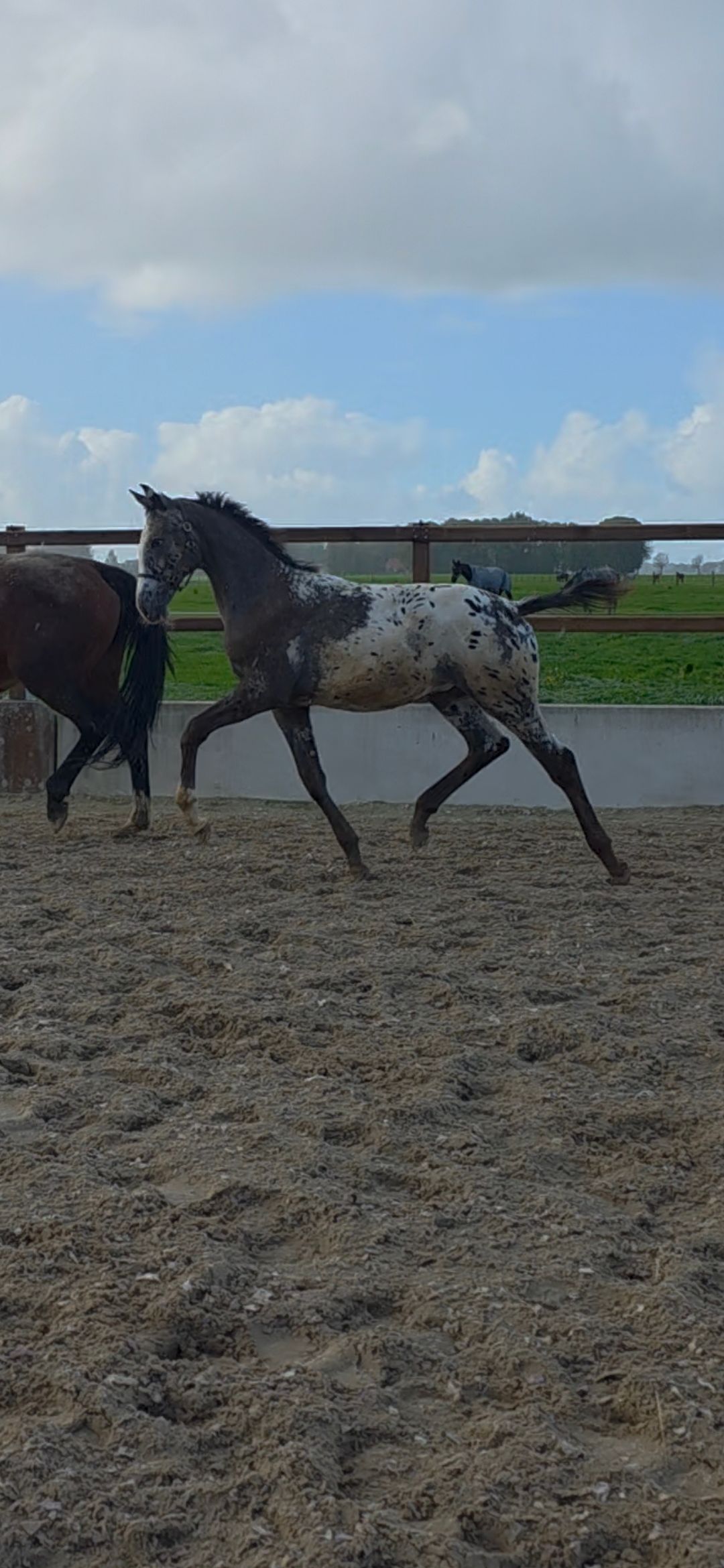 🔥 1st Premium NRPS appaloosa Dressage Foal directly from the breeder! 🔥