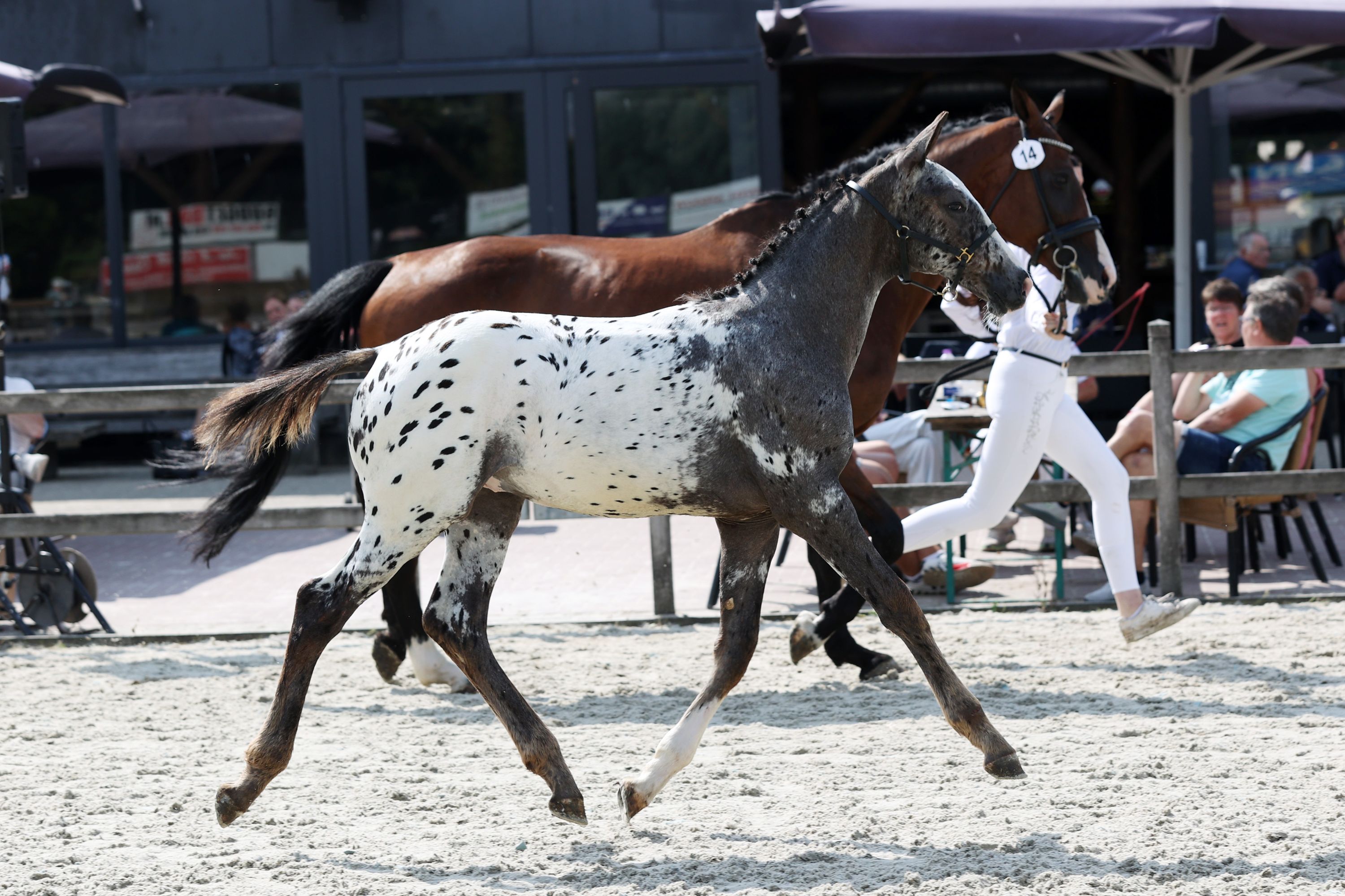 nrps dressuurpaard hengst 0 år andere-kleur till salu - Foto 3