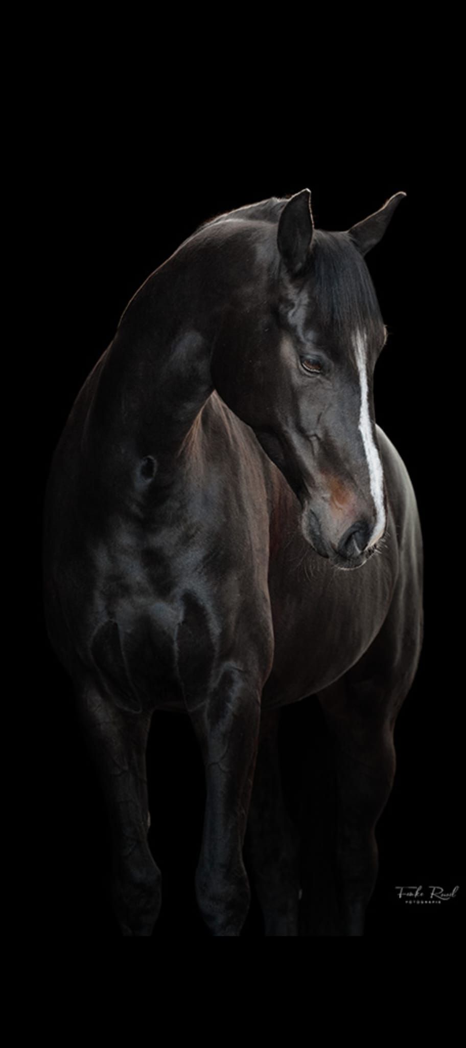 6-year-old KWPN mare by Just Wimphoff
