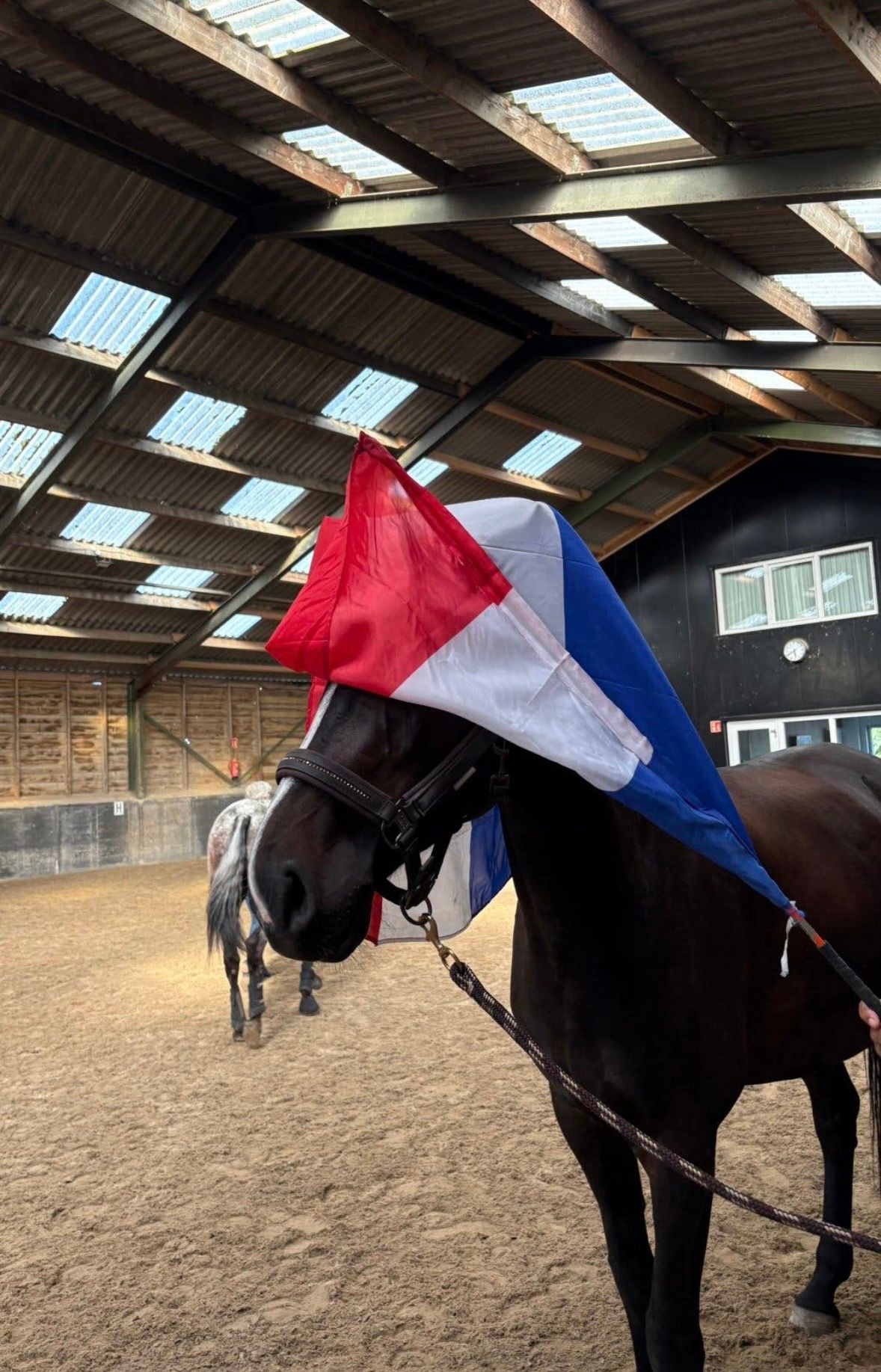 kwpn dressuurpaard merrie 6 years old donkerbruin for sale - Photo 6