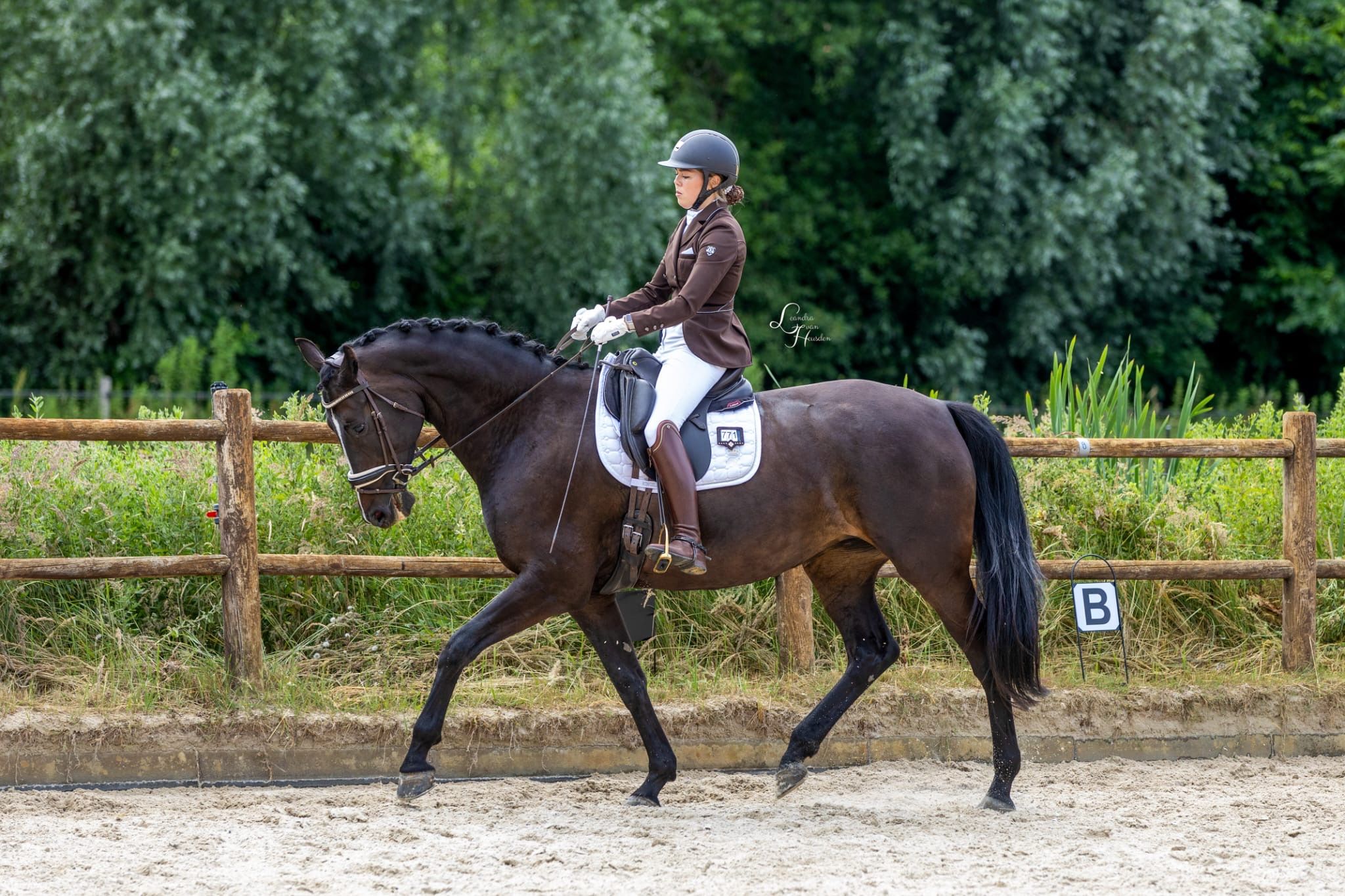 kwpn dressuurpaard merrie 6 years old donkerbruin for sale - Photo 2