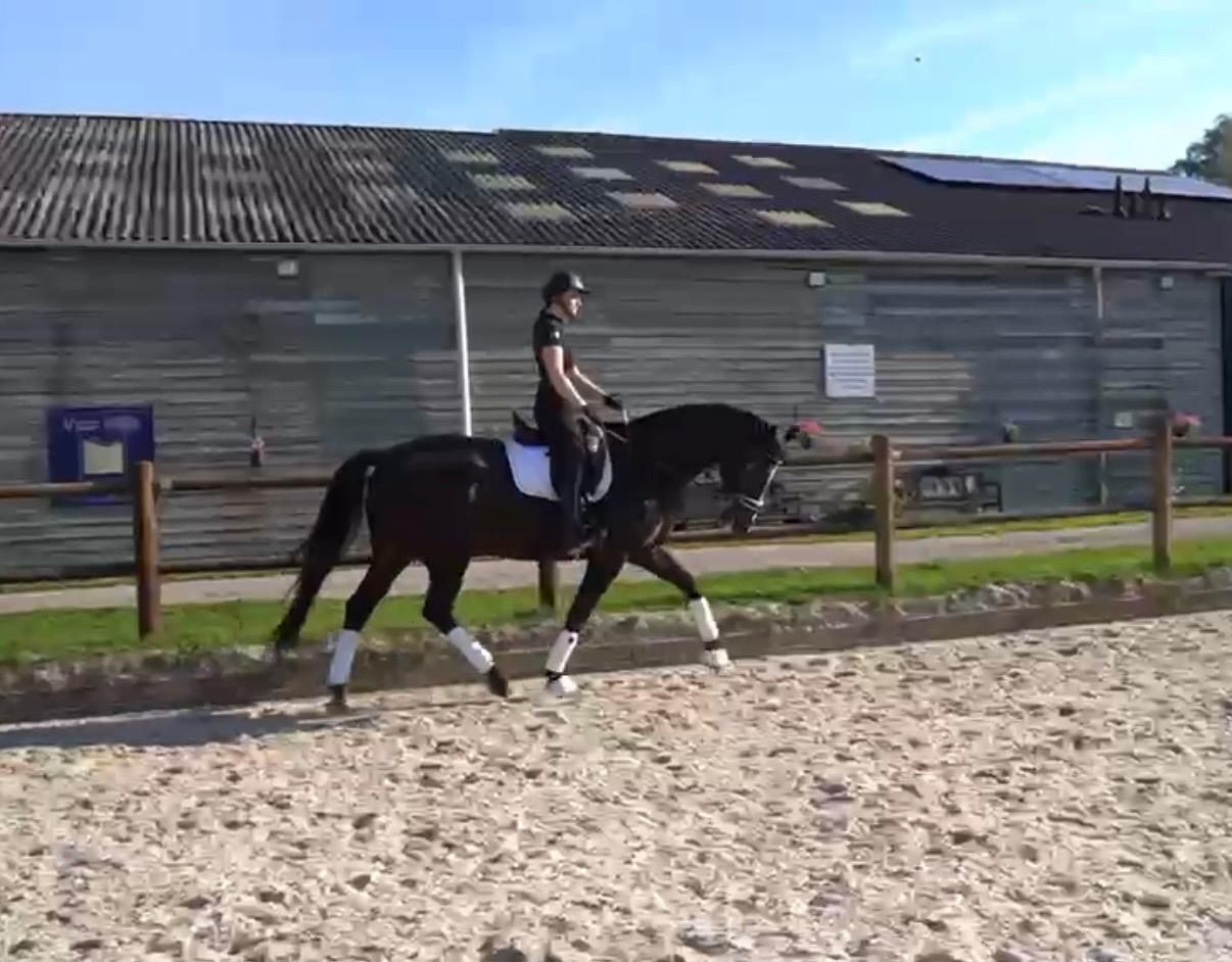 kwpn dressuurpaard merrie 6 years old donkerbruin for sale - Photo 5
