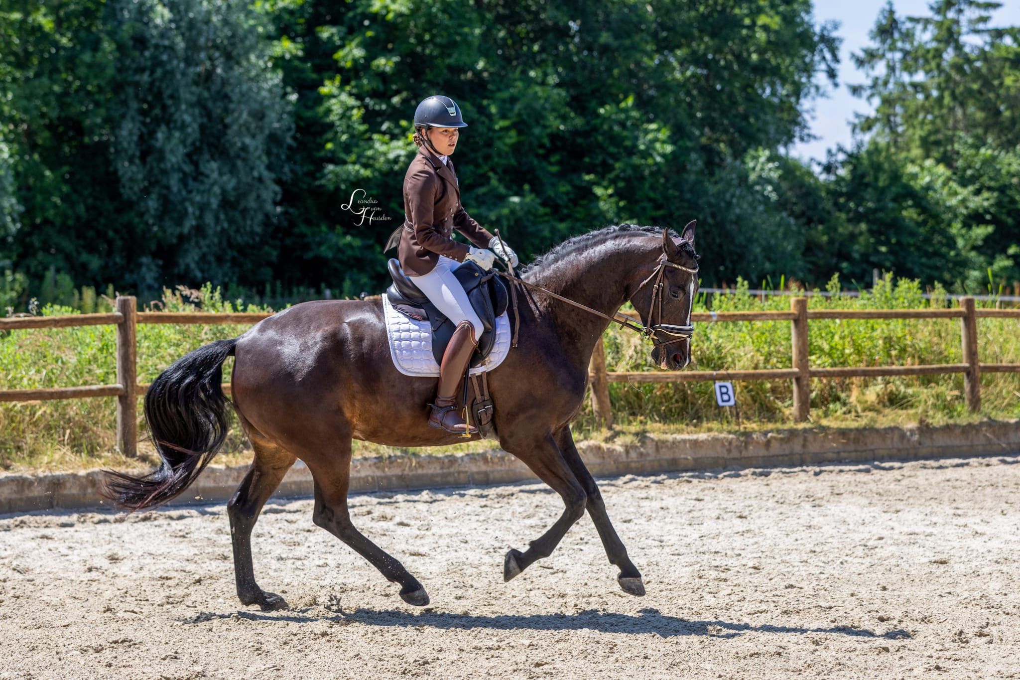 kwpn dressuurpaard merrie 6 years old donkerbruin for sale - Photo 3