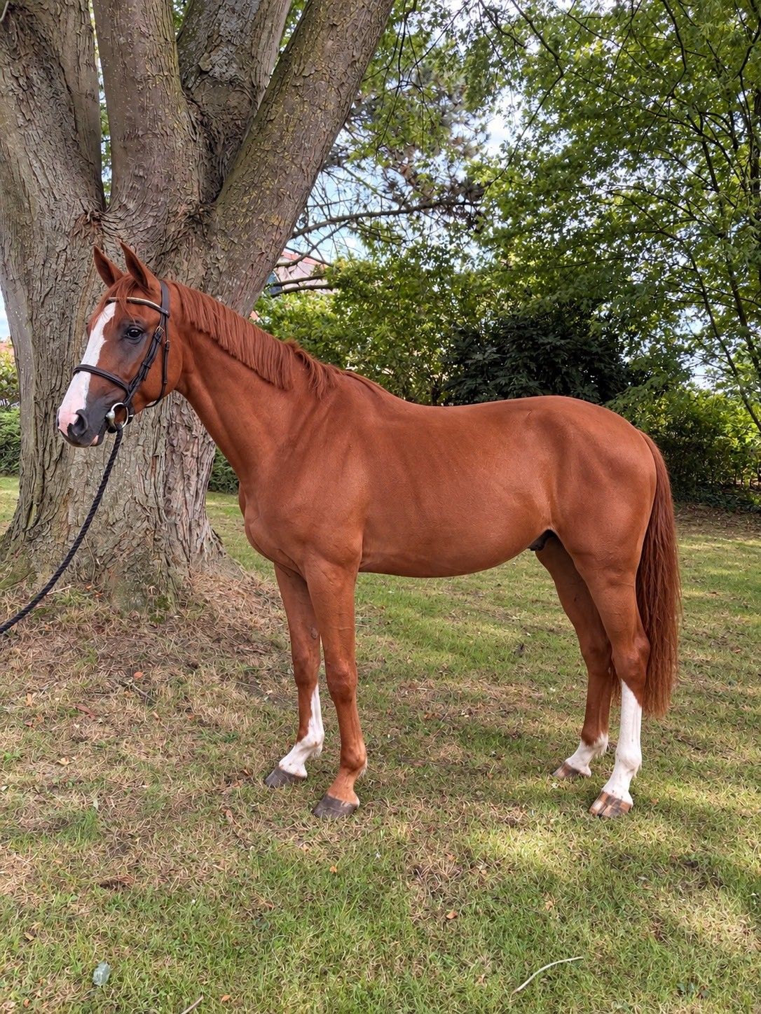 zangersheide springpaard ruin 3 years old vos for sale - Photo 2