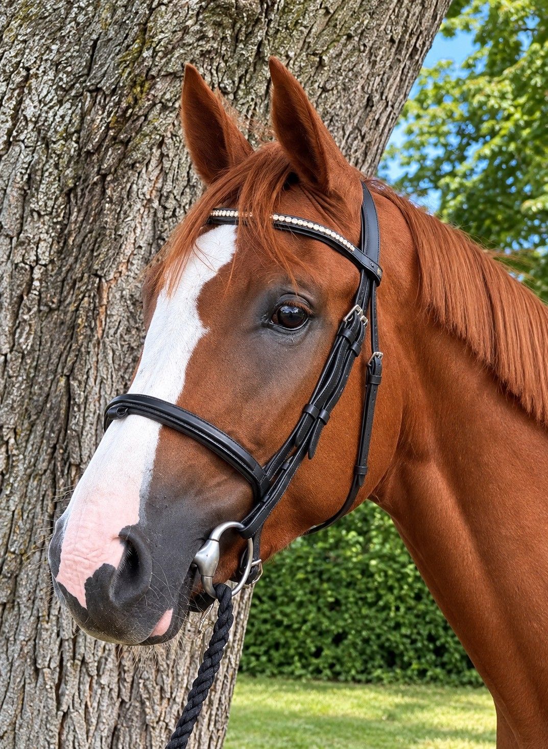 3-year-old Contagio x George gelding