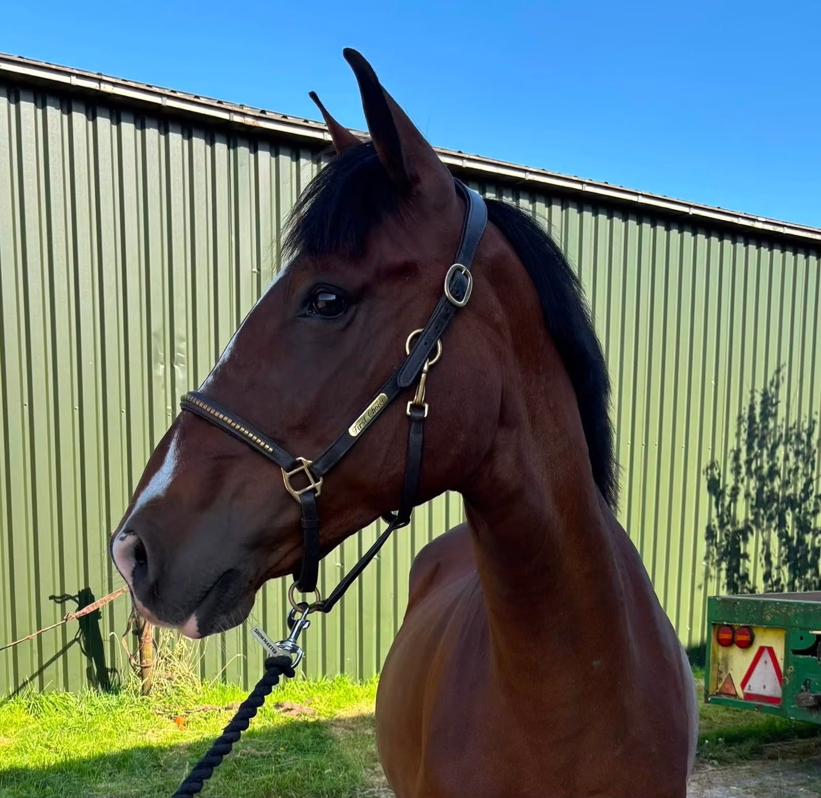 Allround recreatiepaard te koop (E-pony)