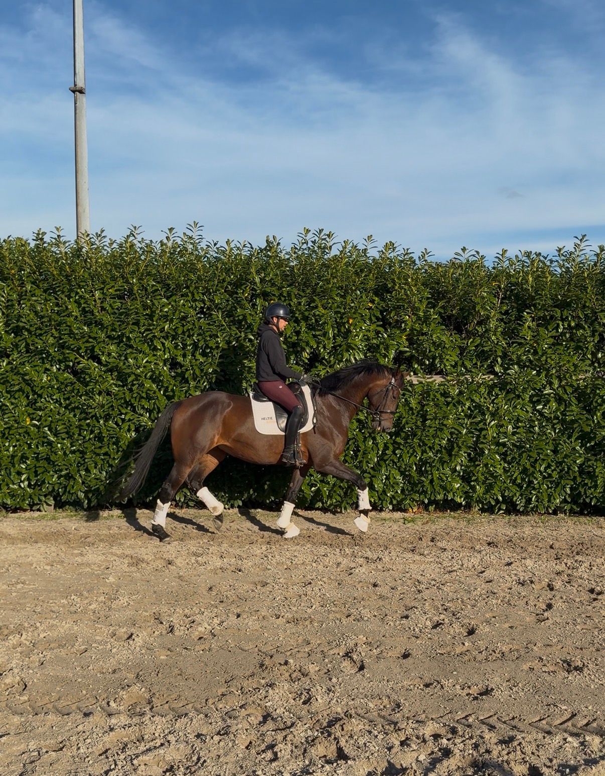 KWPN dressuurpaard Merrie 4 år bruin till salu - Foto 3