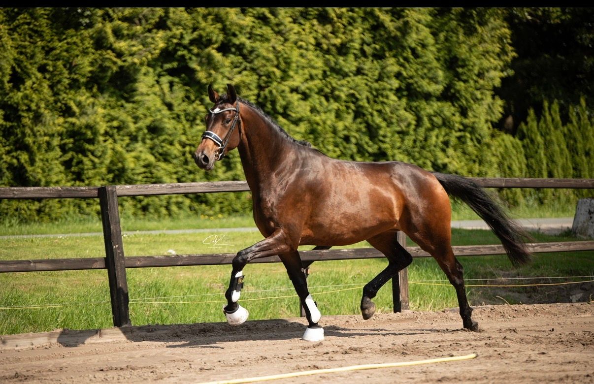KWPN dressuurpaard Merrie 4 år bruin till salu - Foto 2