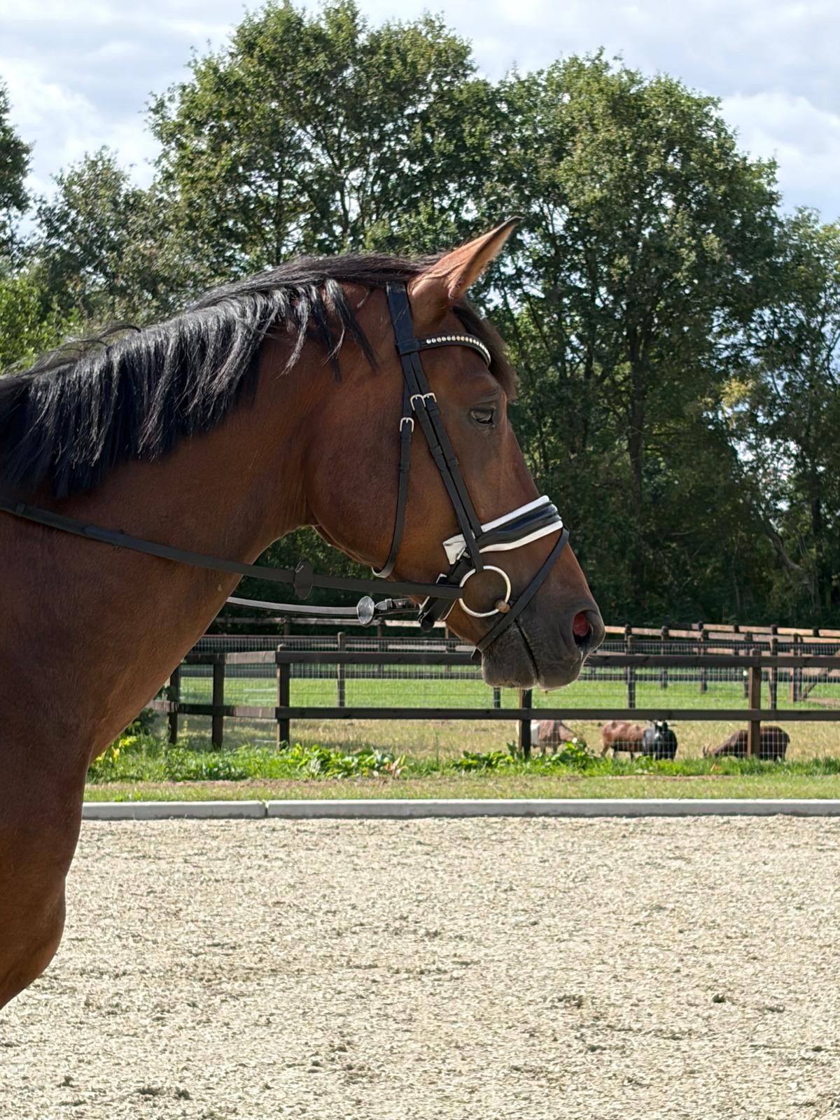 Big 3-year-old Indian Rock gelding