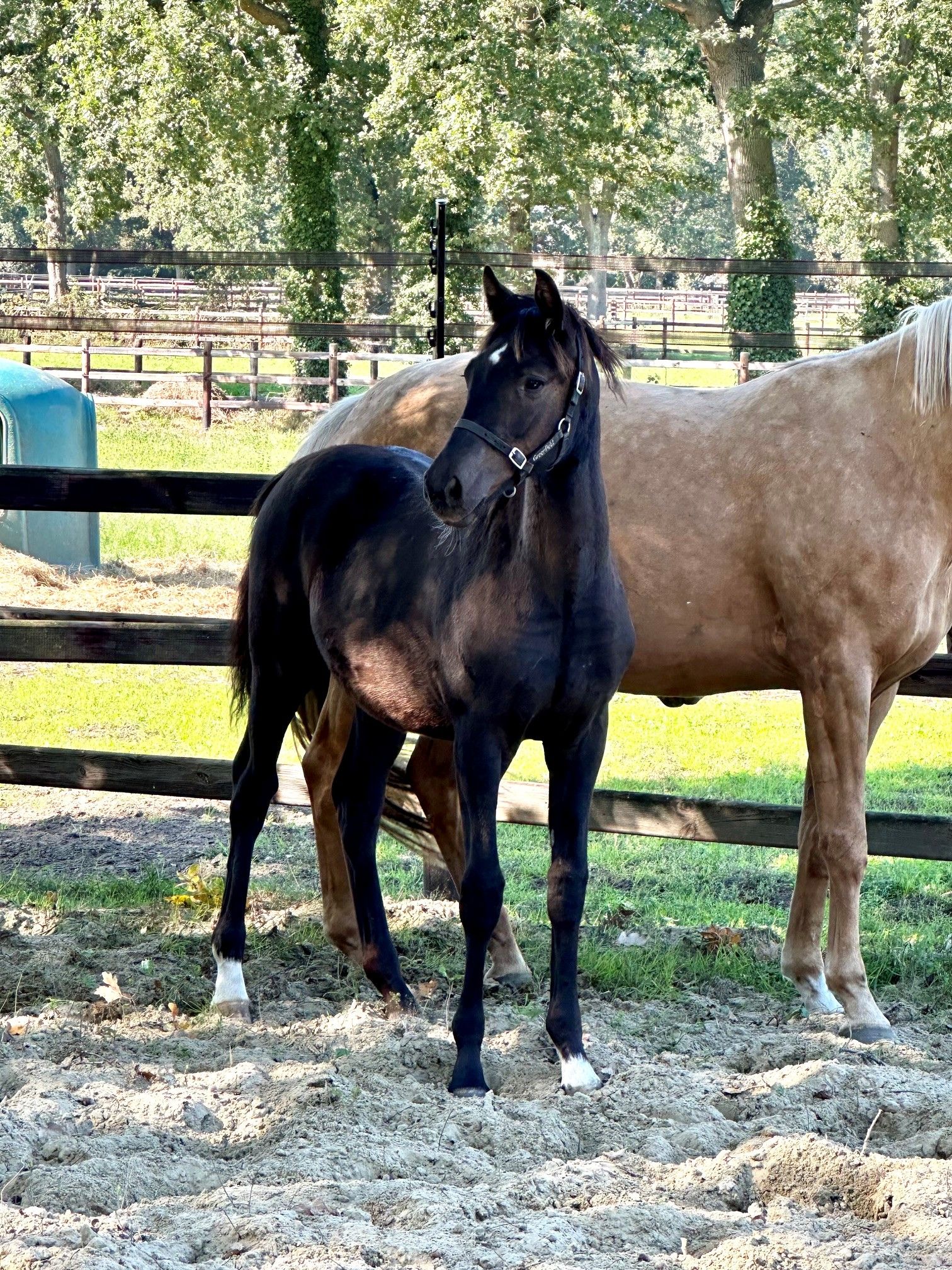 Smokey black dressage foal for sale!