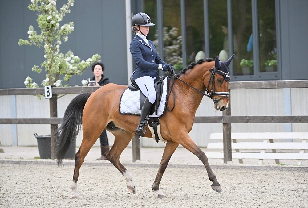 Lieve zzl dressuur leerpony