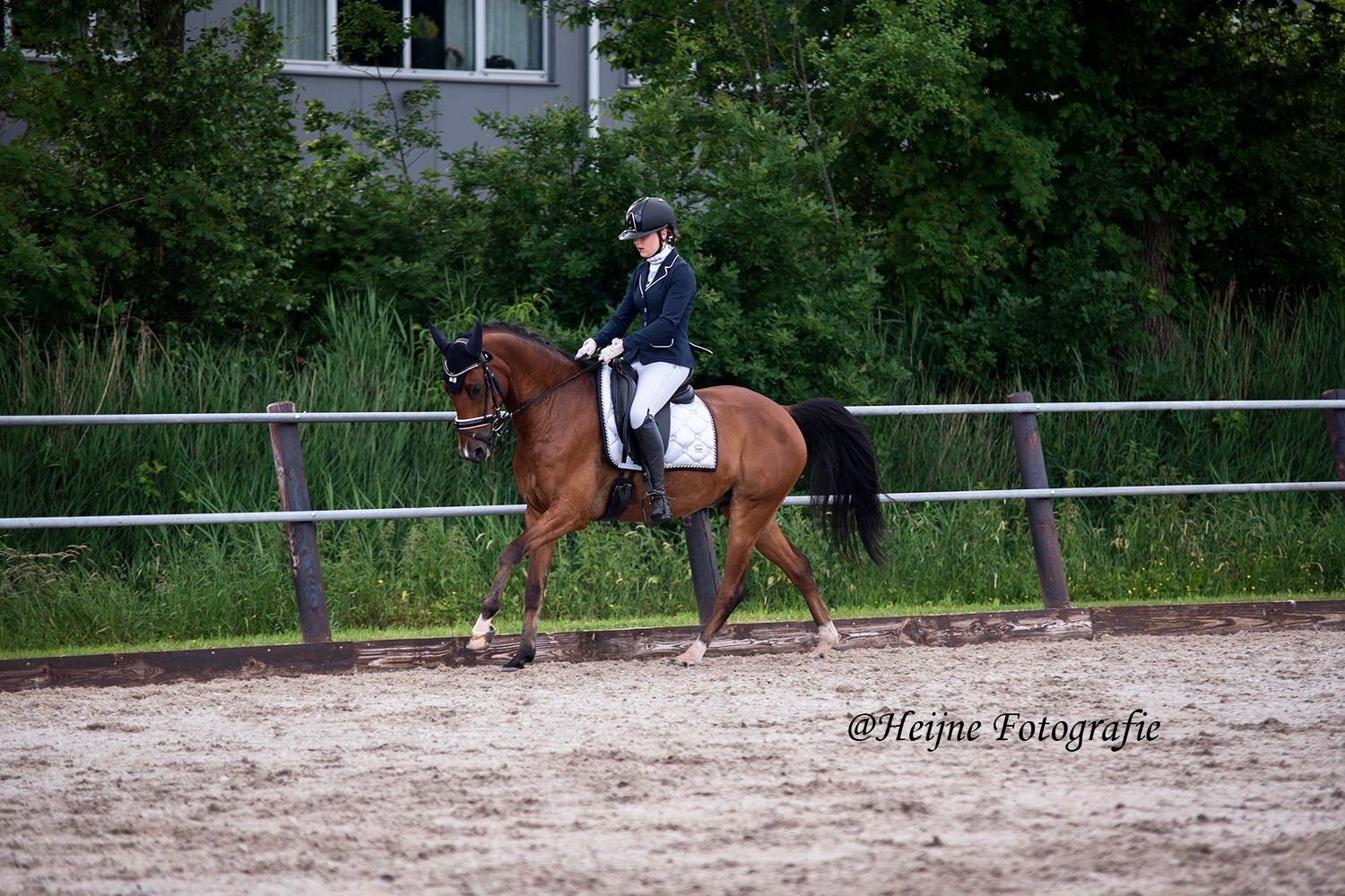nrps dressuurpony ruin 17 jaar bruin te koop - Foto 2