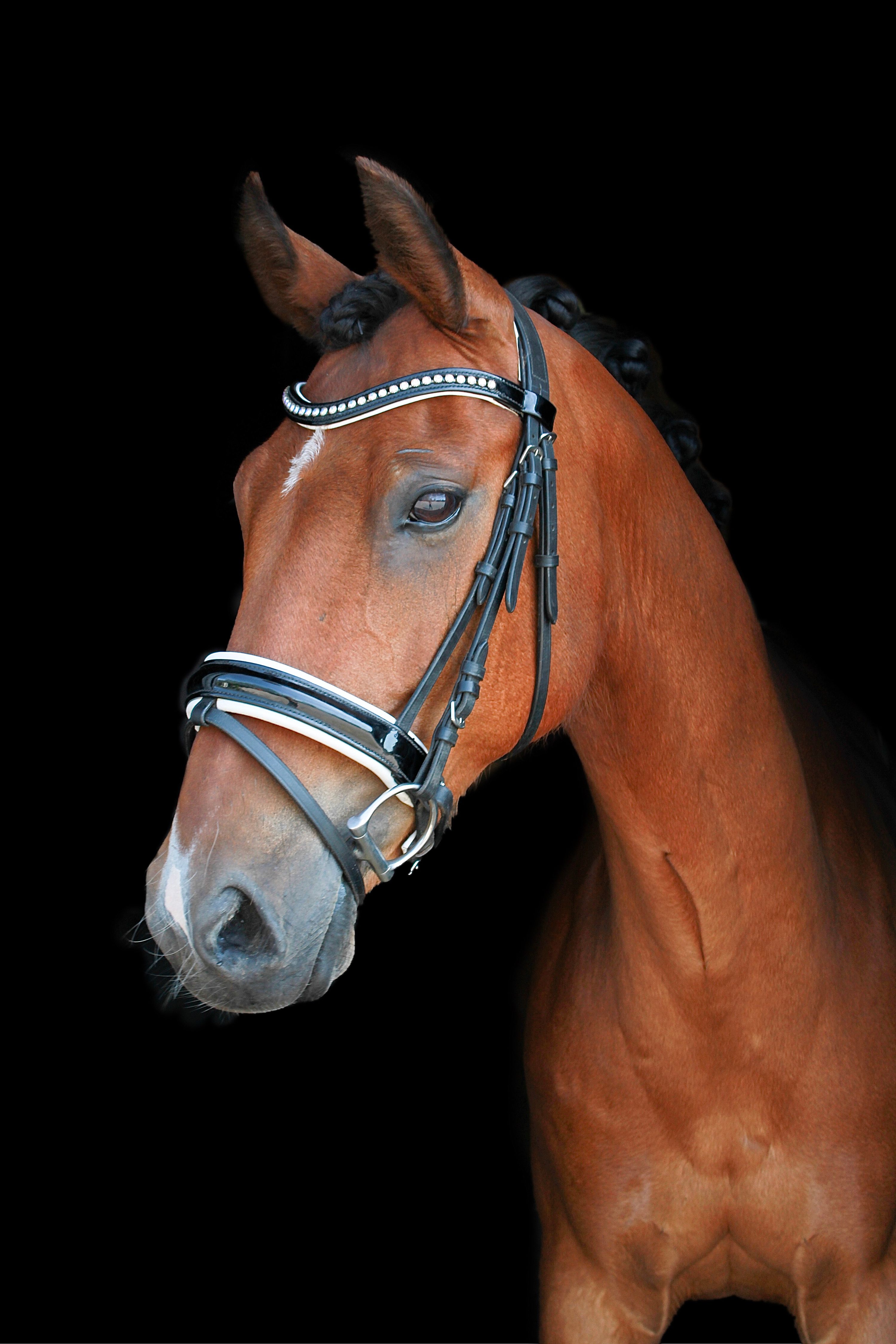 nrps dressuurpony ruin 17 jaar bruin te koop - Foto 3