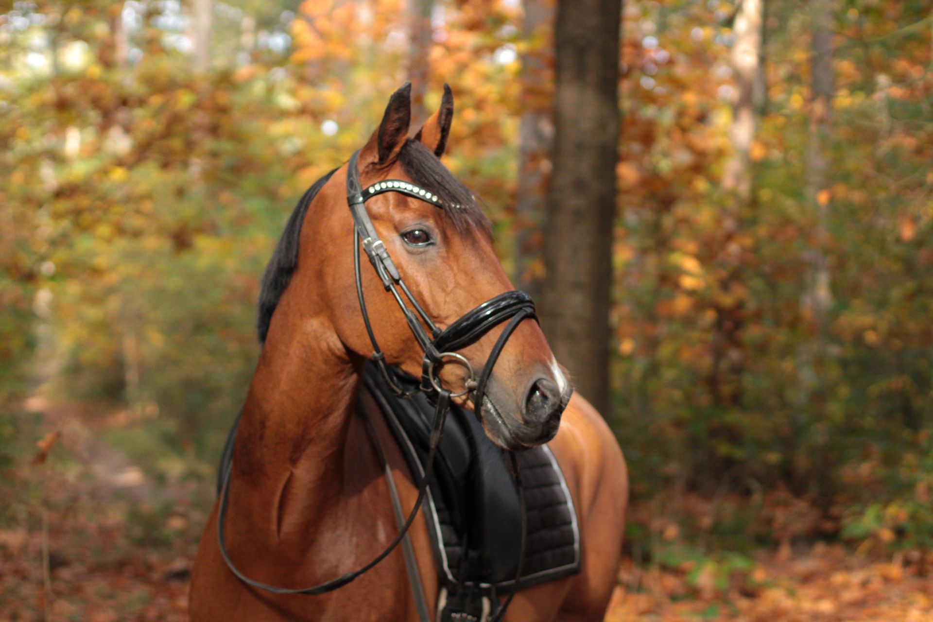 nrps dressuurpony ruin 17 jaar bruin te koop - Foto 6