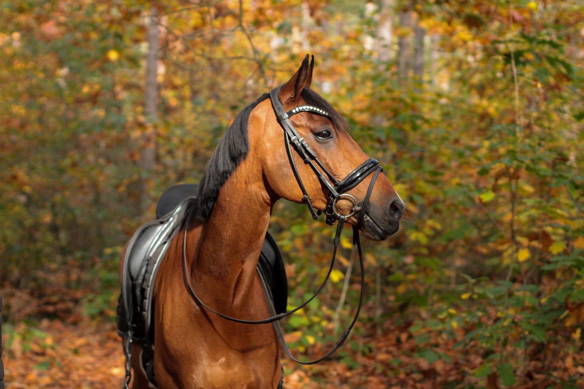 nrps dressuurpony ruin 17 jaar bruin te koop - Foto 4