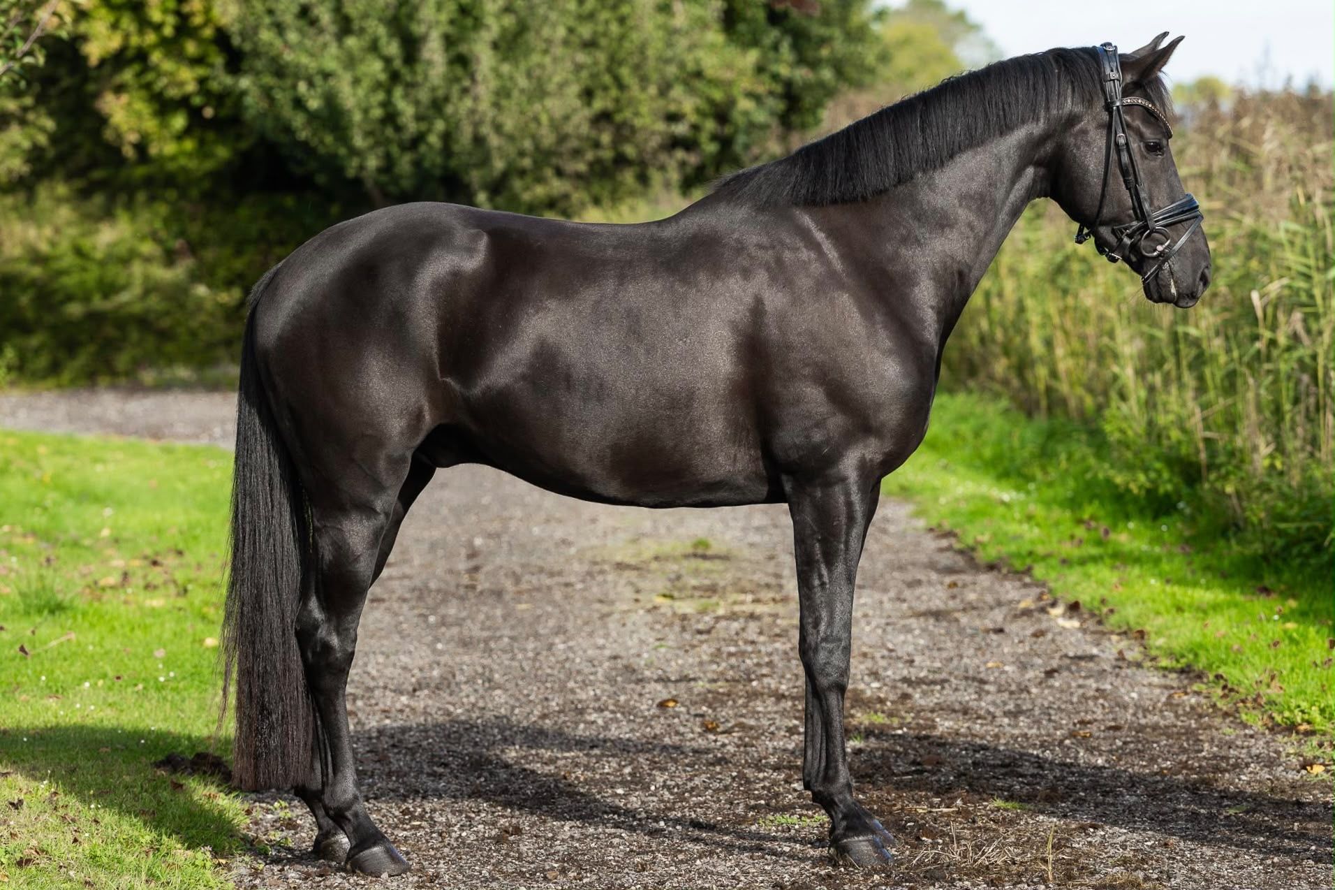 kwpn dressuurpaard ruin 3 år zwart till salu - Foto 5