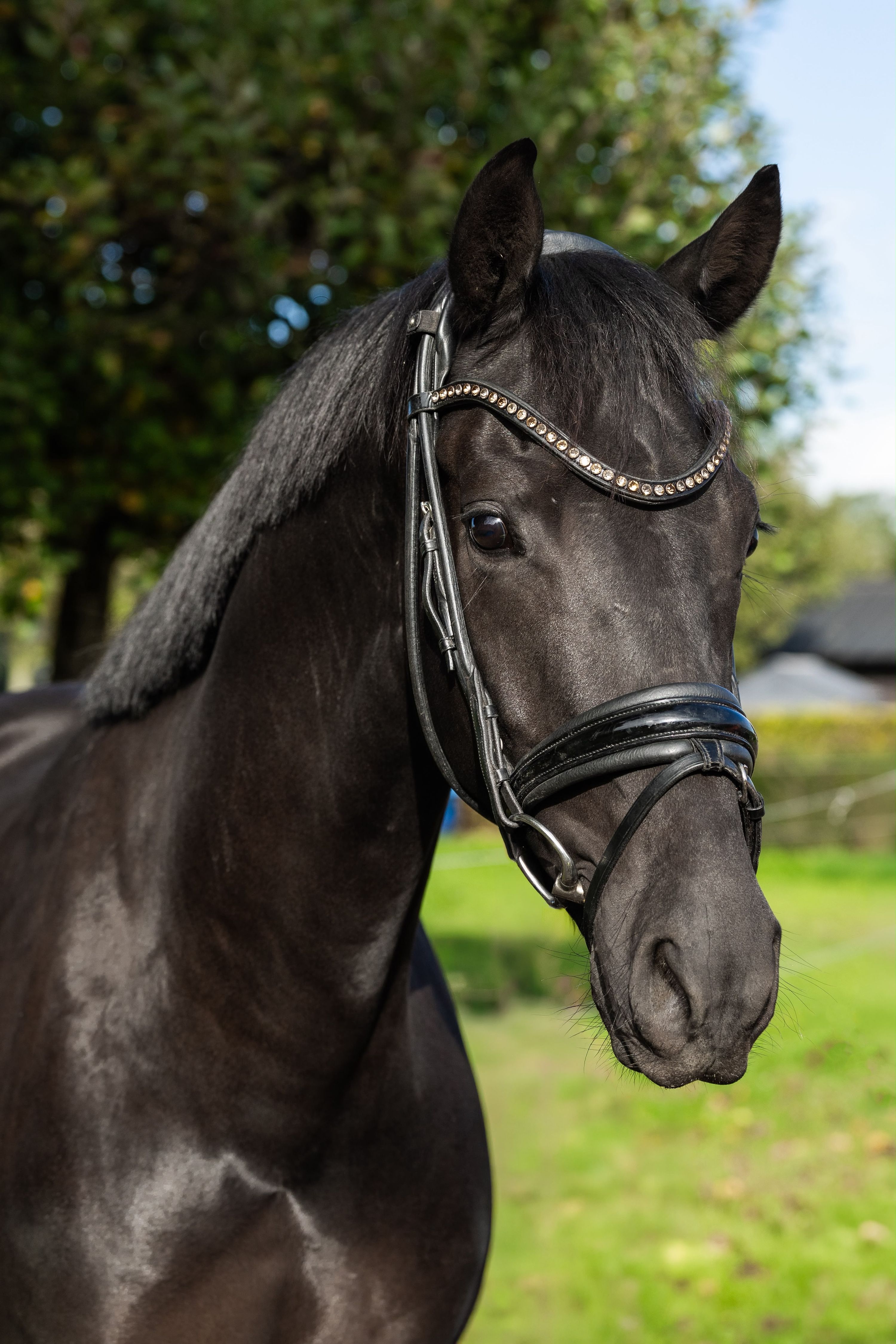 kwpn dressuurpaard ruin 3 år zwart till salu - Foto 3