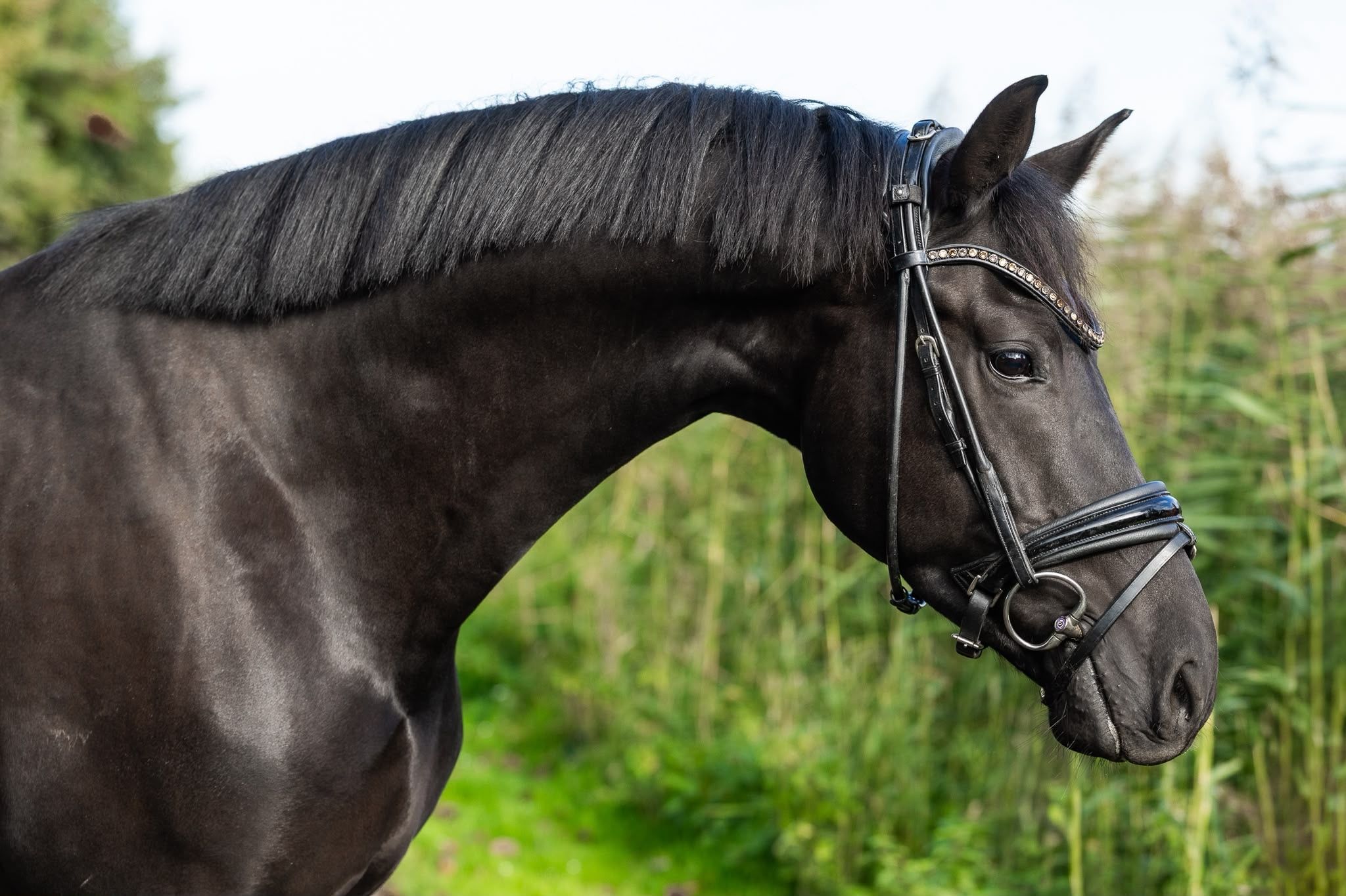 kwpn dressuurpaard ruin 3 år zwart till salu - Foto 2