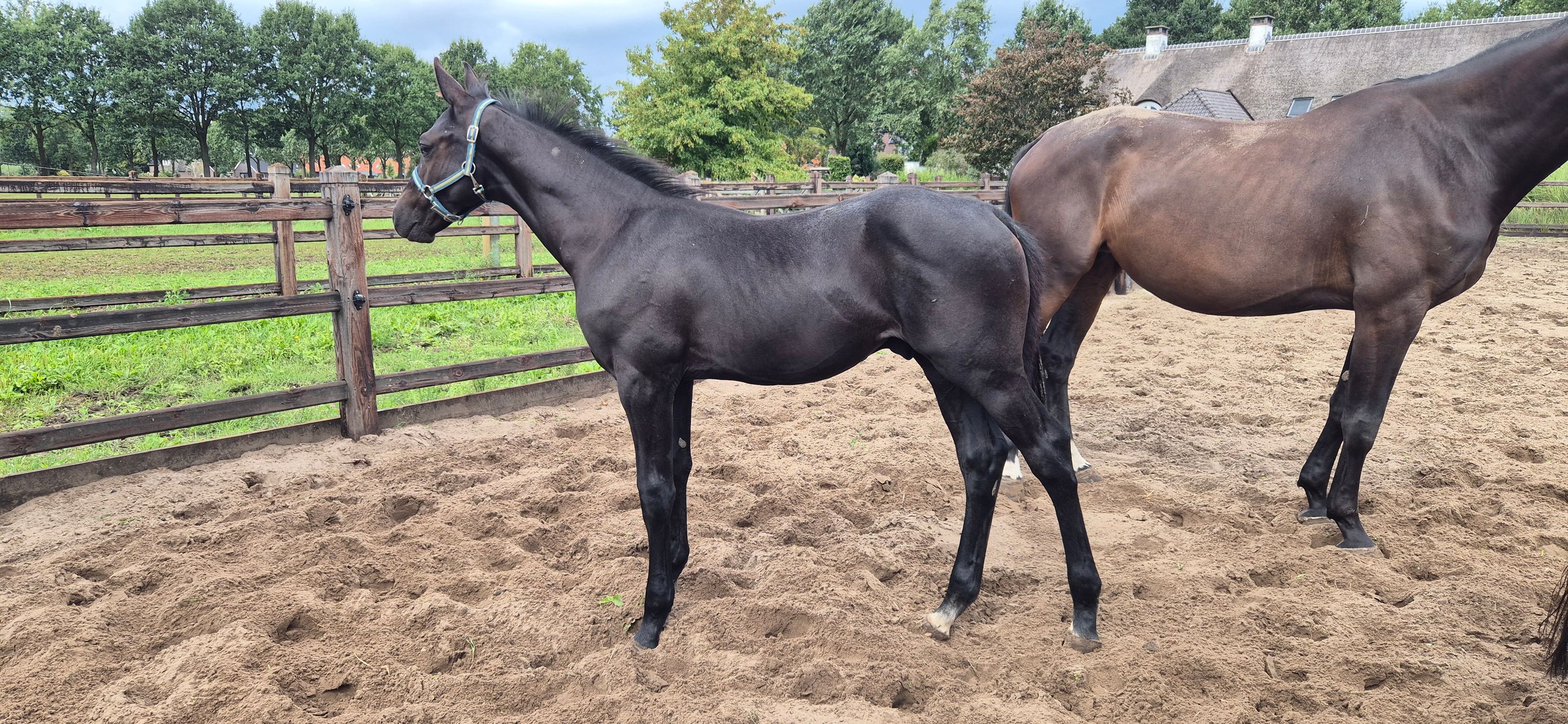 zangersheide springpaard hengst 0 years old andere-kleur for sale - Photo 2