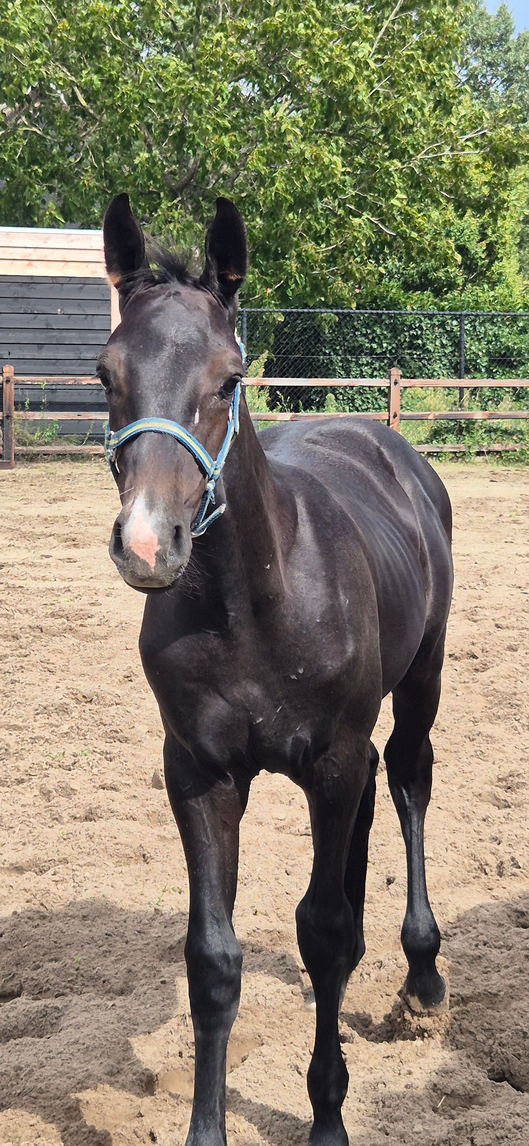Future top horse by Colorit Z