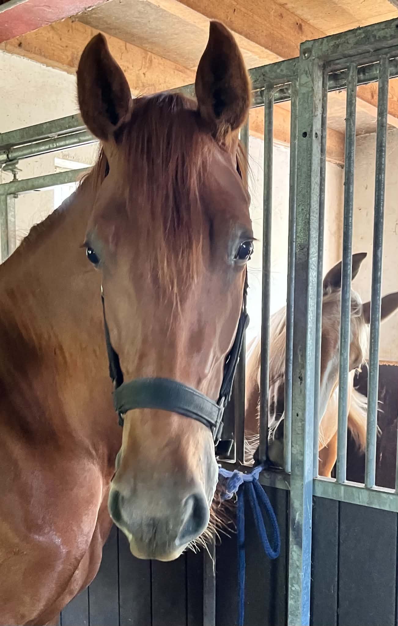 kwpn springpaard merrie 2 years old kastanje for sale - Photo 2
