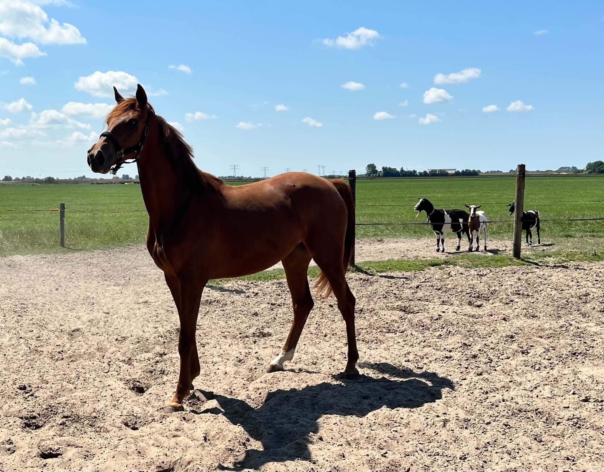 kwpn springpaard merrie 2 years old kastanje for sale - Photo 3
