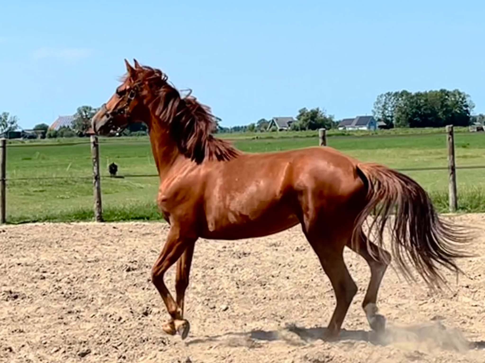 kwpn springpaard merrie 2 years old kastanje for sale - Photo 4