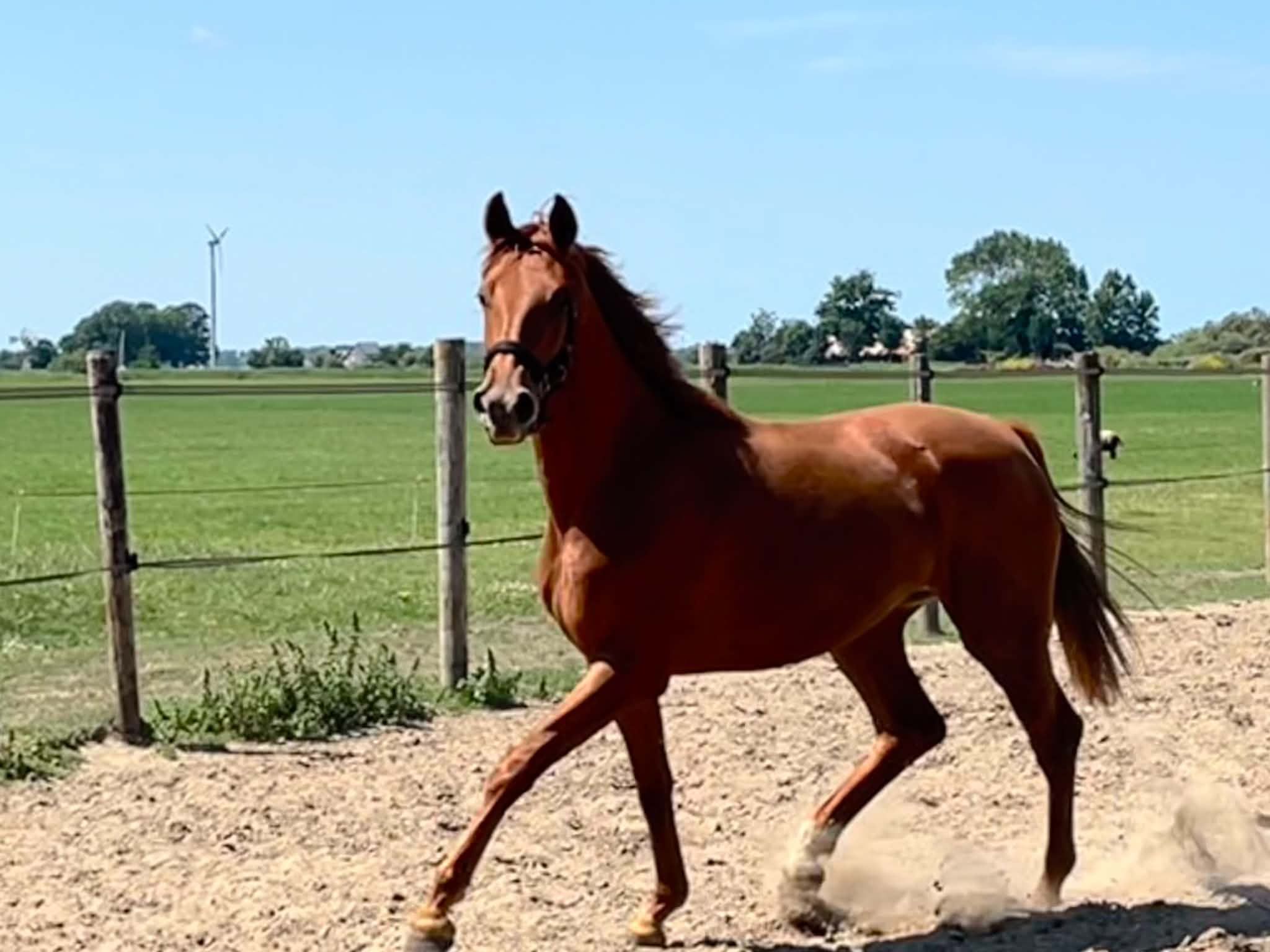Luxurious two-year-old mare by Diablue PS