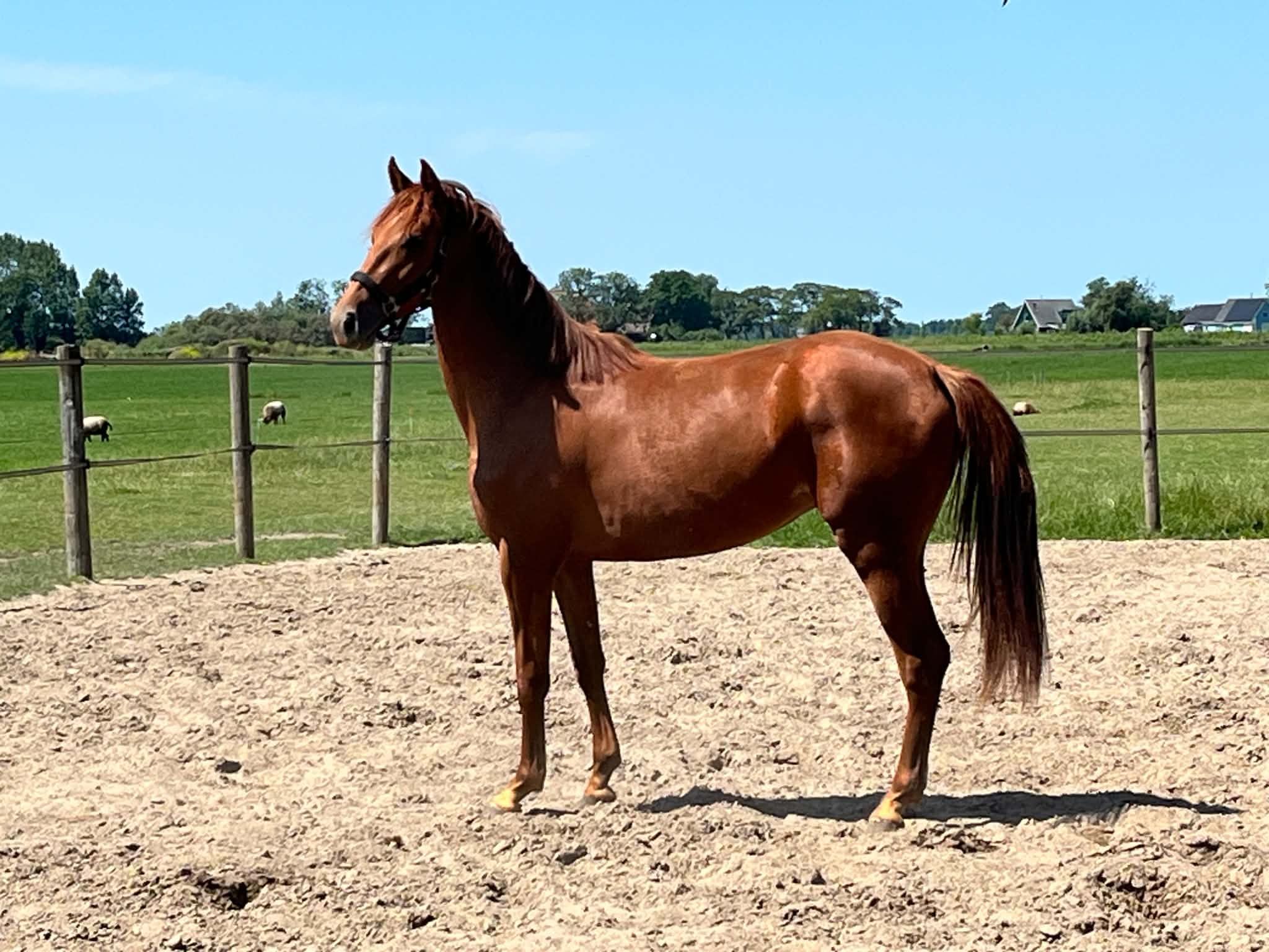 kwpn springpaard merrie 2 years old kastanje for sale - Photo 5
