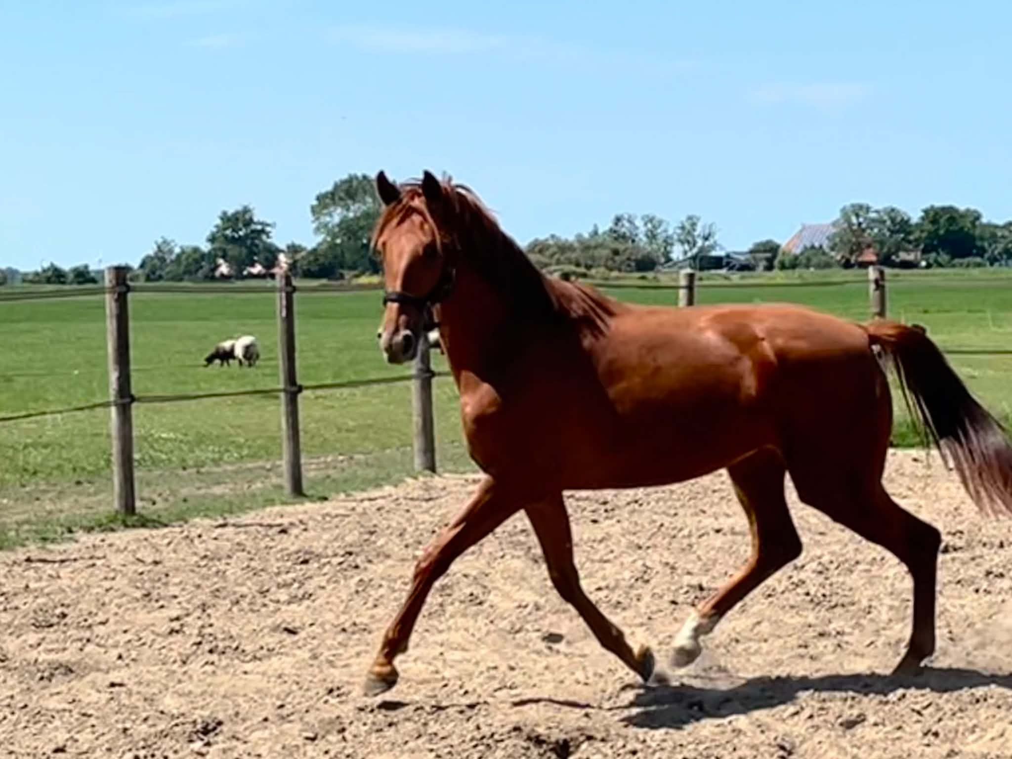 kwpn springpaard merrie 2 years old kastanje for sale - Photo 6