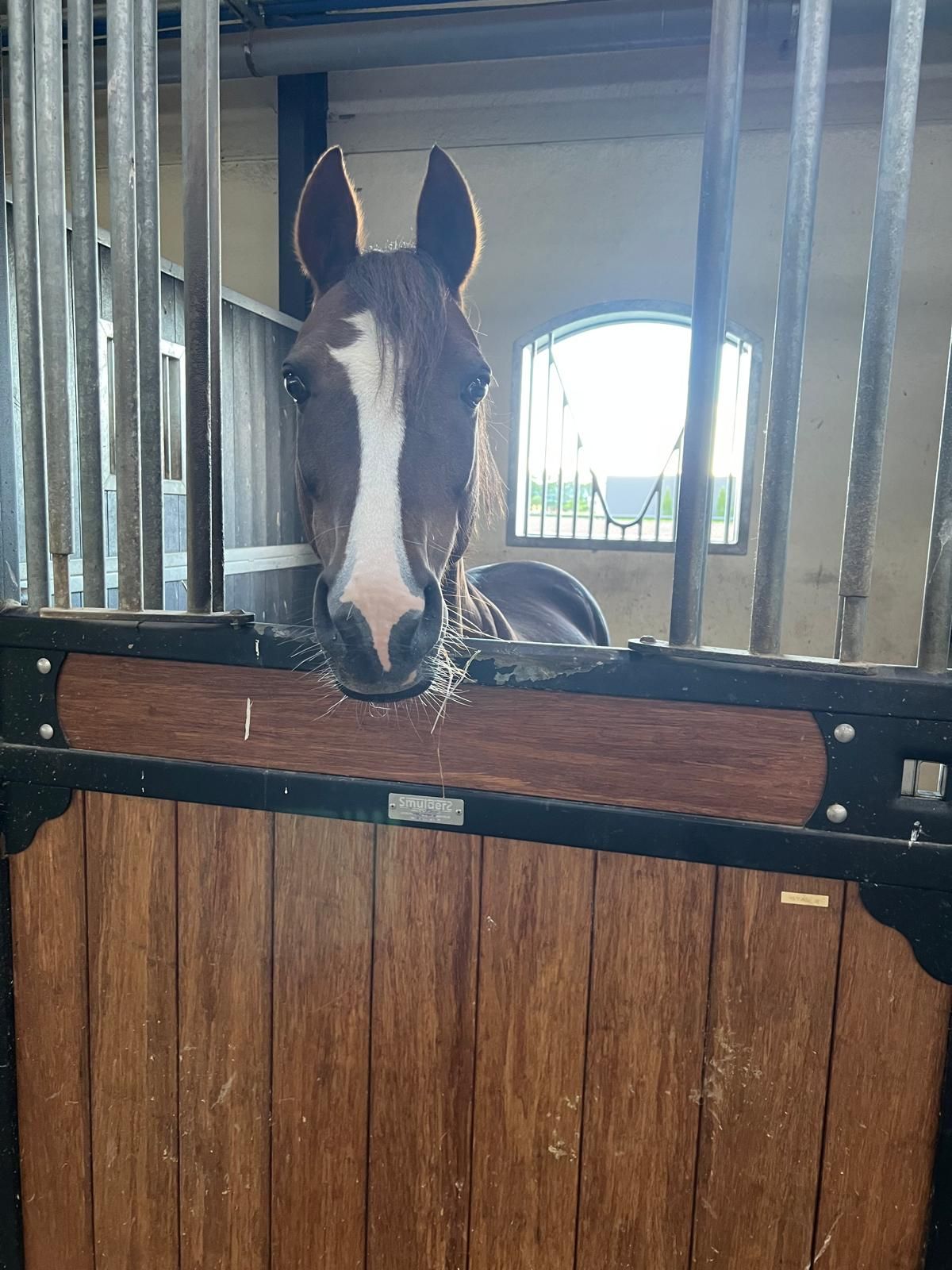 Fantastic all-rounder C-pony