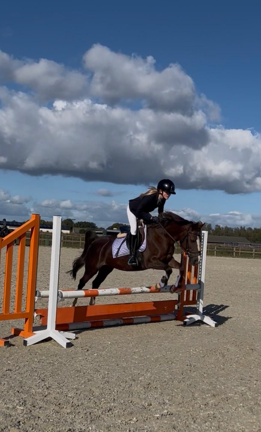 allround-pony merrie 17 years old kastanje for sale - Photo 6