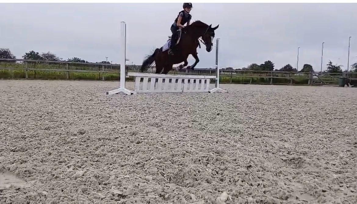 allround-pony merrie 17 years old kastanje for sale - Photo 3