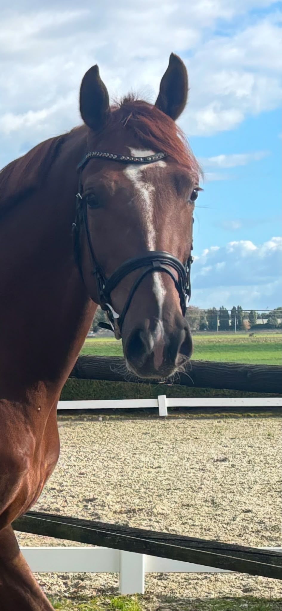 kwpn dressuurpaard ruin 3 jaar vos te koop - Foto 2