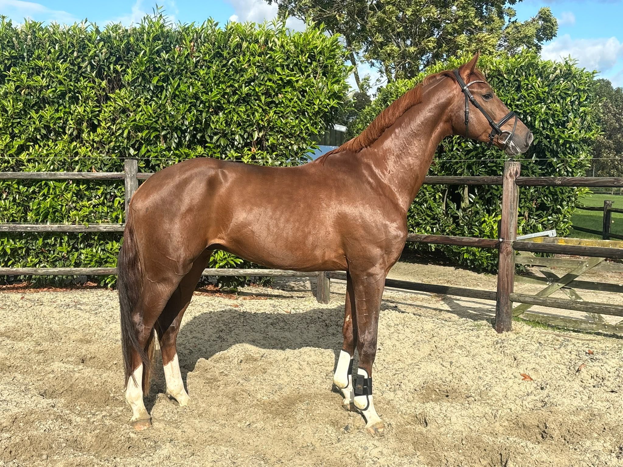 Dressuurpaard