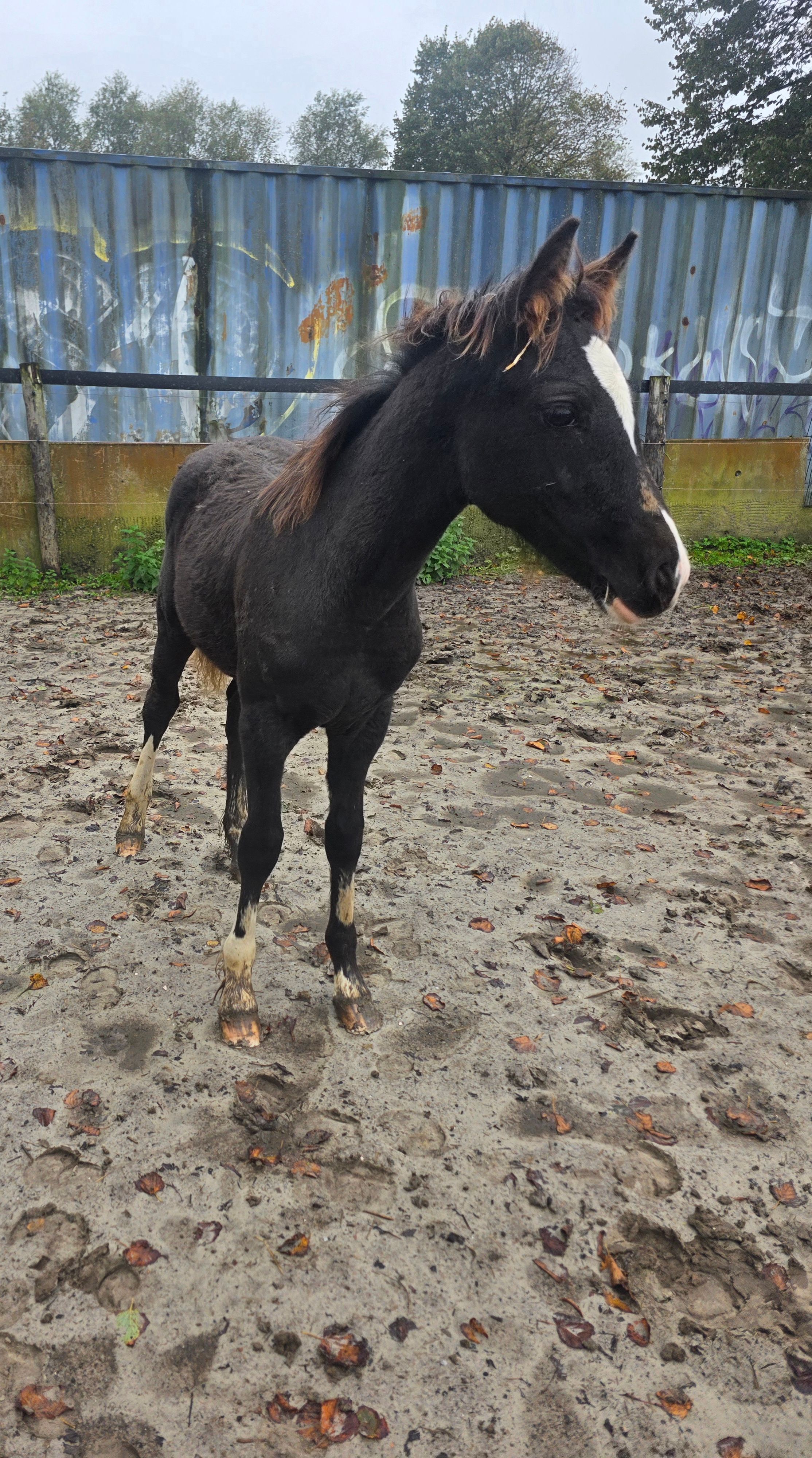 Very handsome colt by Rocking Billy de Peru