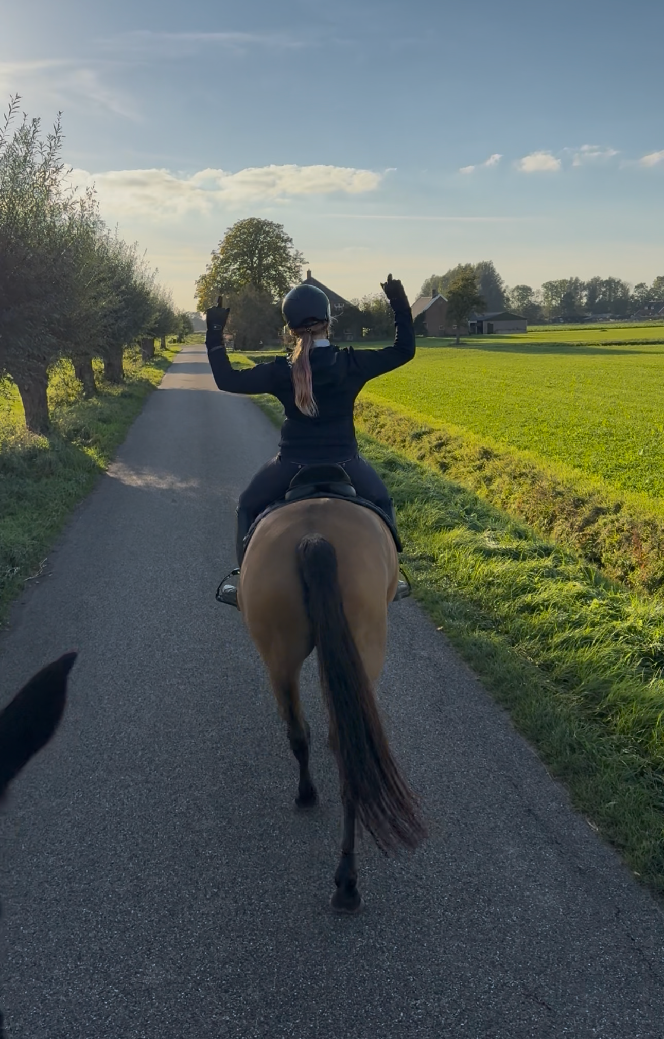 new-forest dressuurpony merrie 13 år andere-kleur till salu - Foto 5