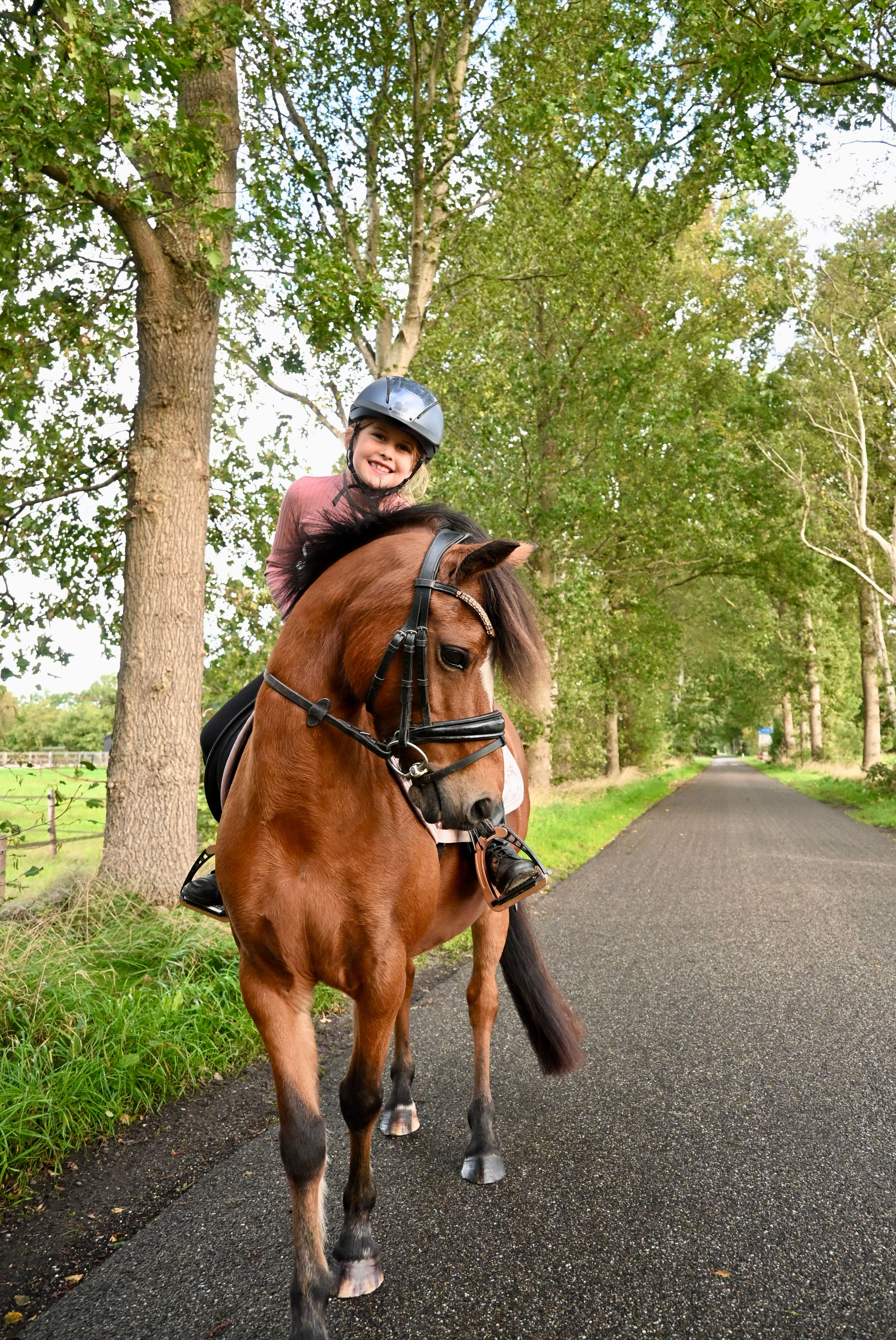 Versatile small pony
