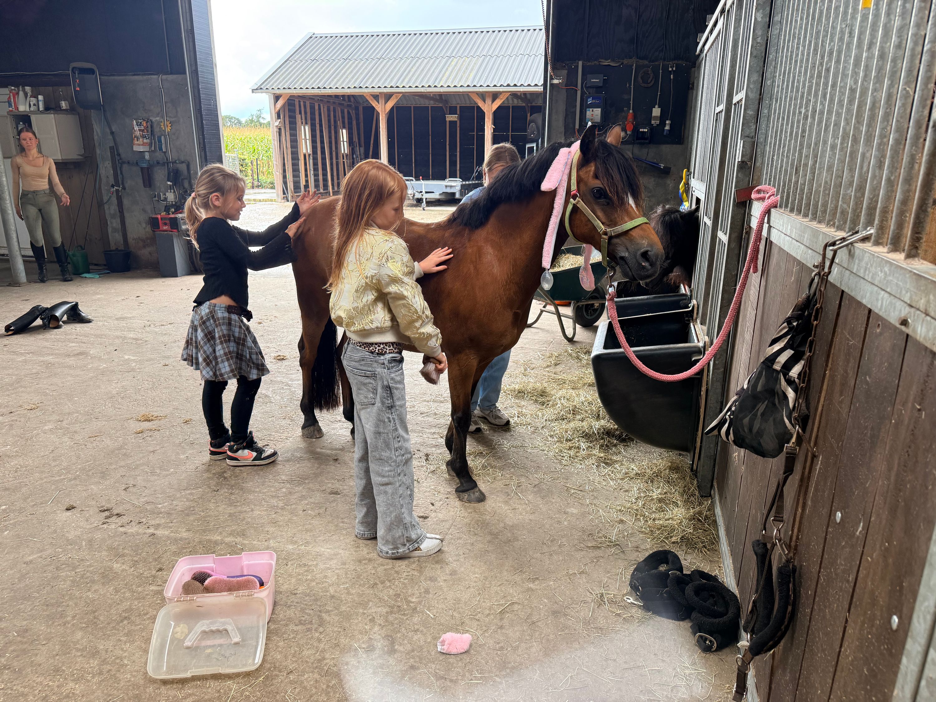 ander allrounder merrie 15 years old bruin for sale - Photo 2