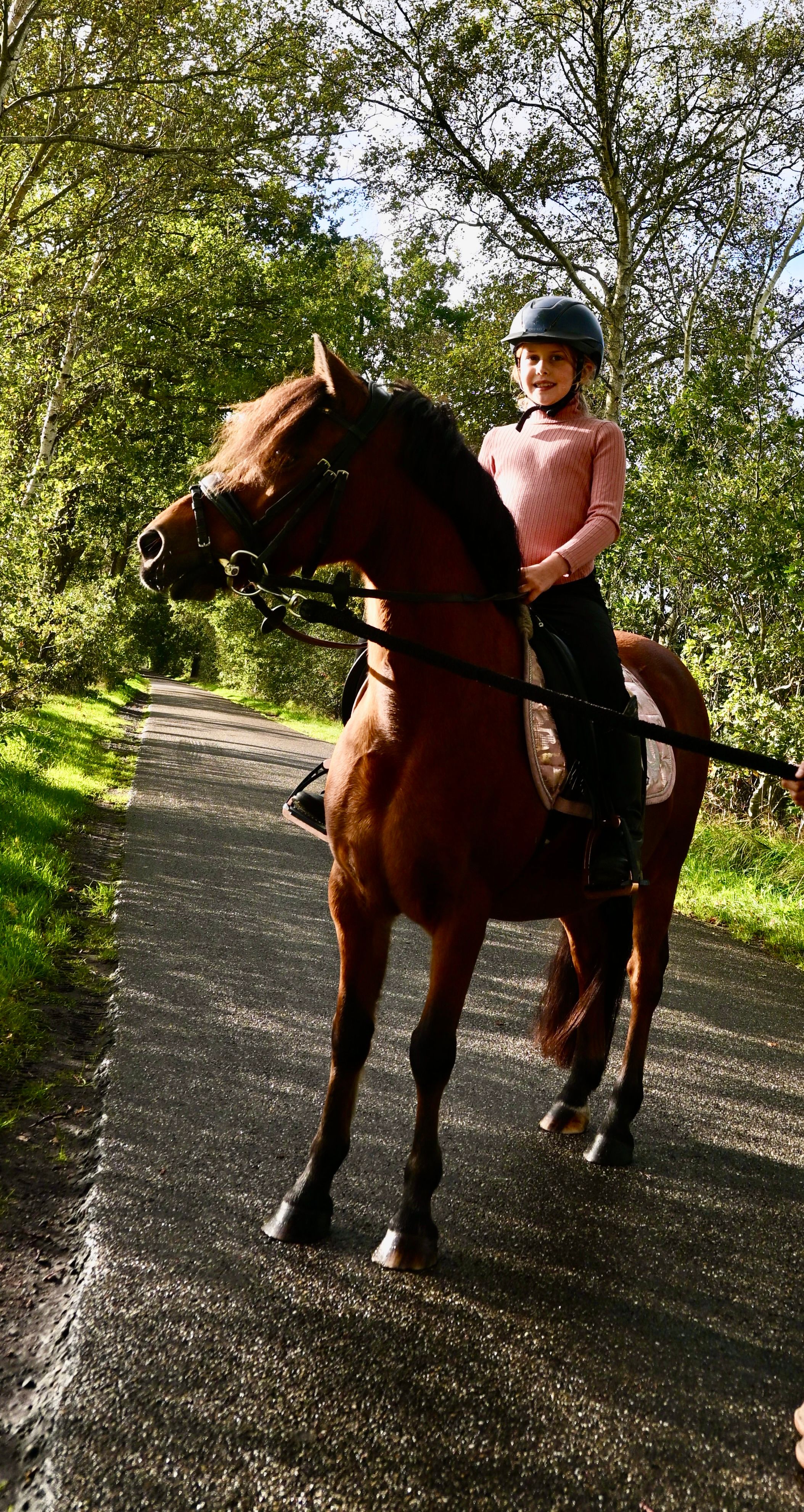 ander allrounder merrie 15 years old bruin for sale - Photo 3