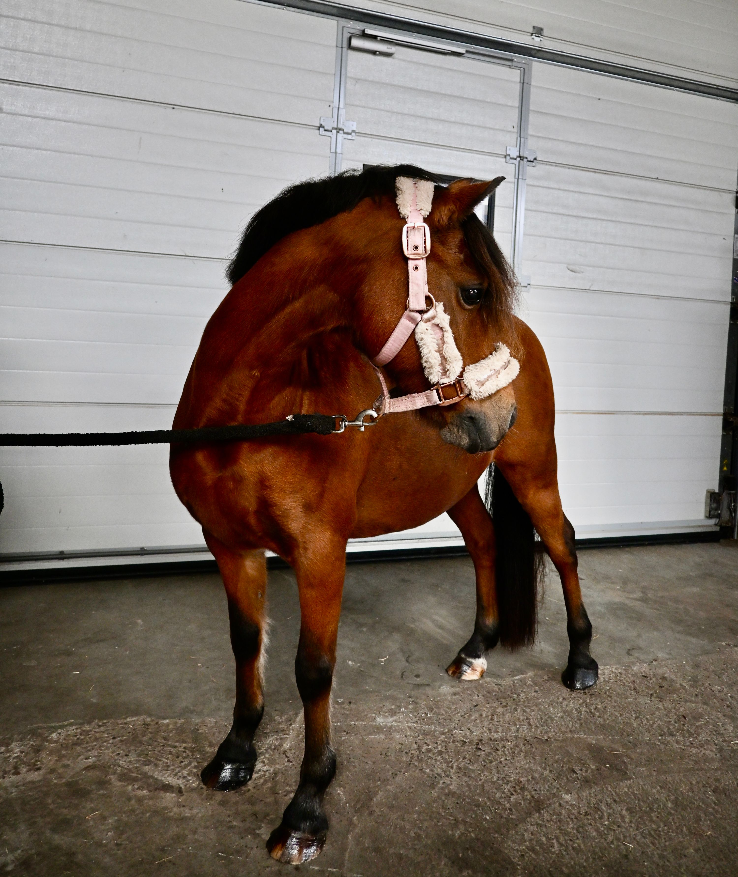 ander allrounder merrie 15 years old bruin for sale - Photo 4